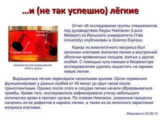 … и (не так успешно) лёгкие Биореактор для выращивания  лёгкого крысы Отчет об исследовании группы специалистов под руководством Лауры Никласон (Laura Niklason) из Йельского университета (Yale University) опубликован в  Science Express .  Каркас из внеклеточного матрикса был заполнен клетками эпителия легких и внутренней оболочки кровеносных сосудов, взятых у других особей. С помощью культивации в биореакторе исследователям удалось вырастить на каркасе новые легкие.  Выращенные легкие пересадили нескольким крысам. Орган нормально функционировал у разных особей от 45 минут до двух часов после трансплантации. Однако после этого в сосудах легких начали образовываться тромбы. Кроме того, исследователи зафиксировали утечку небольшого количества крови в просвет органа. По словам Никласон, указанные процессы начались из-за дефектов в каркасе легких, а также из-за неполного зарастания матрикса клетками.  Медновости 25.06.10. 