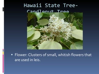 Hawaii State Tree-   Candlenut Tree Flower: Clusters of small, whitish flowers that are used in leis. 