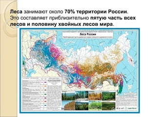 Леса  занимают около  70% территории России .  Это составляет приблизительно  пятую часть всех лесов и половину хвойных лесов мира .  