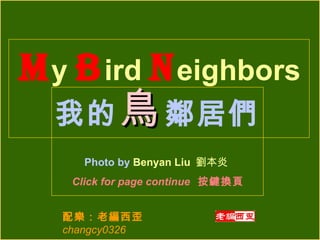 我的 鳥 鄰居們 Photo by  Benyan Liu  劉本炎 Click for page continue  按鍵換頁 M y  B ird  N eighbors 配樂：老編西歪  changcy0326 