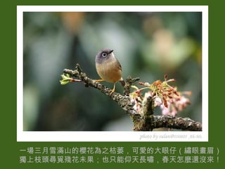 一場三月雪滿山的櫻花為之枯萎，可愛的大眼仔（繡眼畫眉）獨上枝頭尋覓殘花未果；也只能仰天長嘯，春天怎麼還沒來！ 