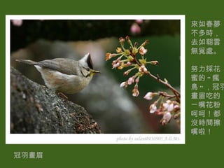 來如春夢不多時，去如朝雲無覓處。 努力採花蜜的 " 瘋鳥 " ，冠羽畫眉吃的ㄧ嘴花粉 呵呵！都沒時間擦嘴啦！ 冠羽畫眉 