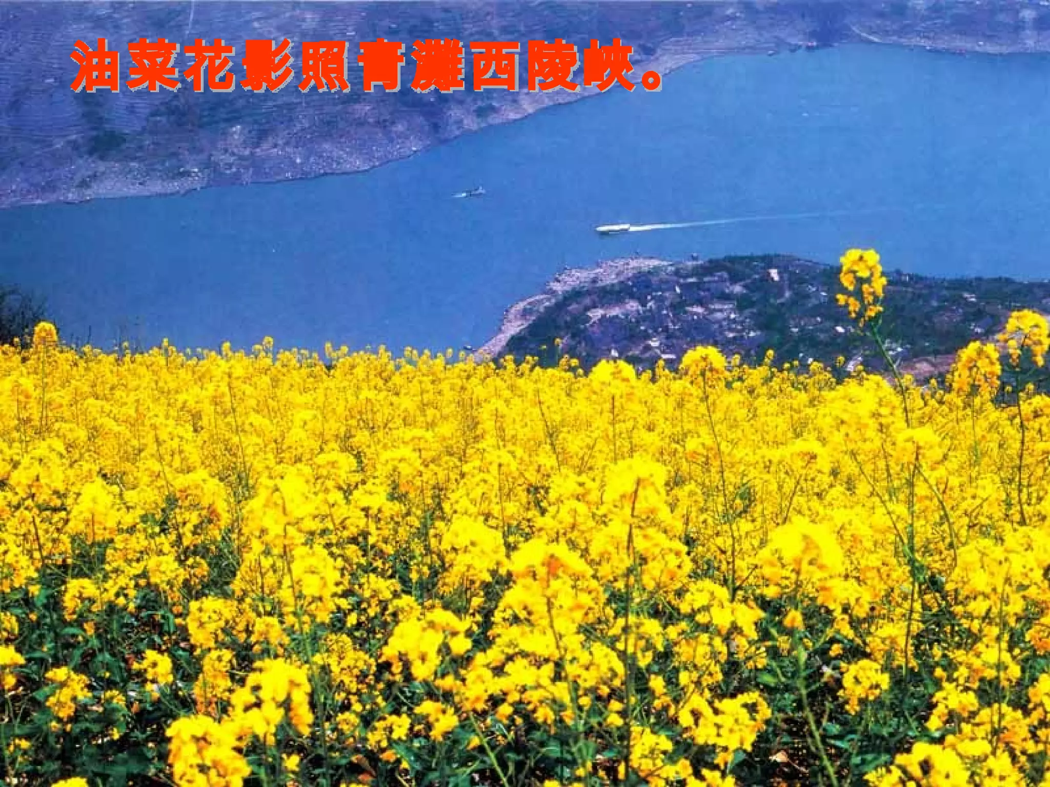 油菜花影照青灘西陵峽。 