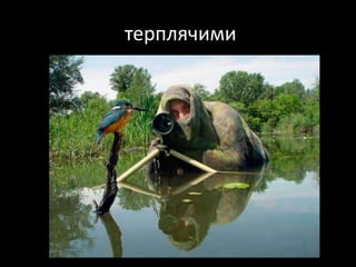 терплячими