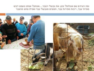 ומה העיזים שם אוכלות ?  נכון -  את גבעולי הצבר .... ואנחנו ?  אנחנו טעמנו דבש מפרחי צבר ,  ריבות מפירות צבר ,  חמוצים מגבעולי צבר ואפילו סחוג מהצבר 