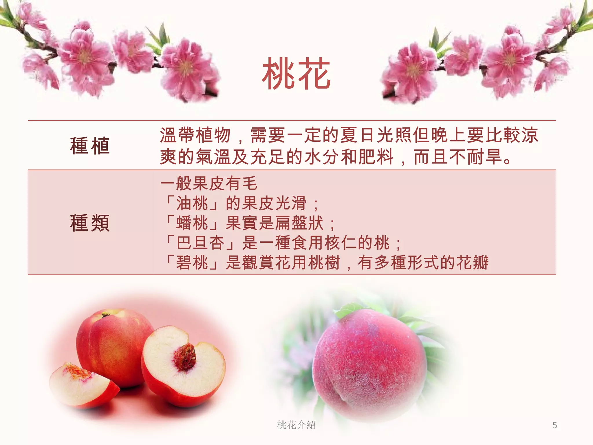 桃花介紹