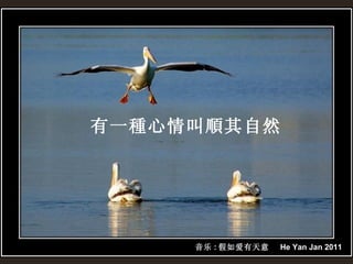 音乐 : 假如爱有天意  He Yan Jan 2011  有一種心情叫順其自然 