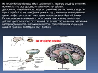 На примере Красного Клевера и Нони можно показать, насколько серьезное влияние мы можем оказать на свое здоровье, выполняя «простые» действия. Детоксикация, выведение опасных веществ, привнесение предшественников веществ с гормоноподобной активностью (фитоэстрогенов), оздоровление и детоксикация печени, крови и лимфы, профилактика климактерического дискомфорта, - Красный Клевер! Гармонизация соотношения рецепторов к гормонам, центральное успокаивающее действие (предположительно серотониновый ряд активаторов), мощнейшая питательная поддержка (аминокислоты, витамины и минералы – предшественники и «сырье» для создания гормонов и рецепторов к ним), - Сок Нони. Все начинается с головы 