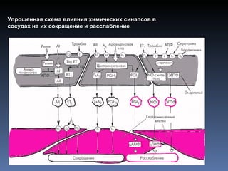Упрощенная схема влияния химических синапсов в сосудах на их сокращение и расслабление 