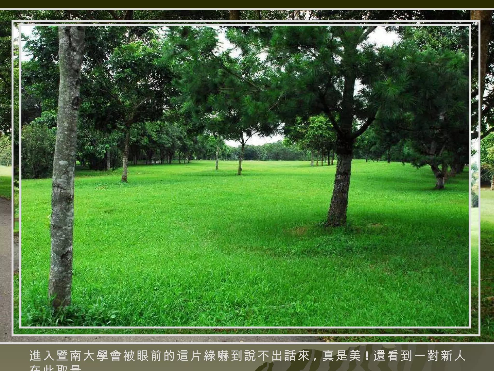 進入暨南大學會被眼前的這片綠嚇到說不出話來 , 真是美 ! 還看到一對新人在此取景 . 