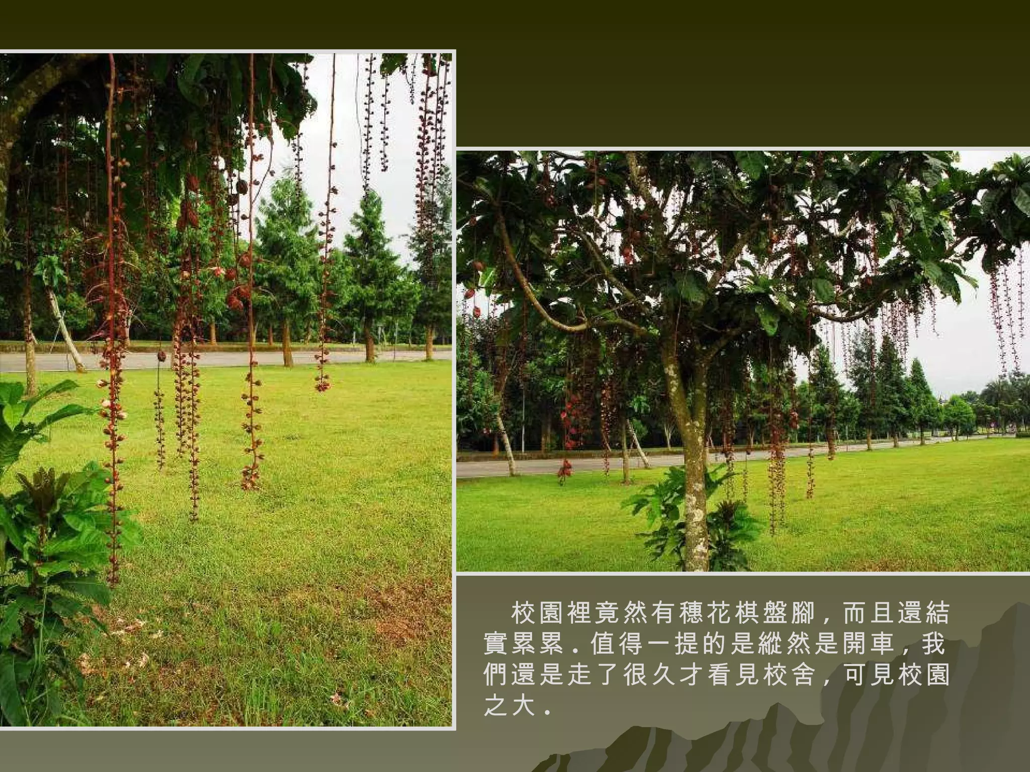 校園裡竟然有穗花棋盤腳 , 而且還結實累累 . 值得一提的是縱然是開車 , 我們還是走了很久才看見校舍 , 可見校園之大 . 