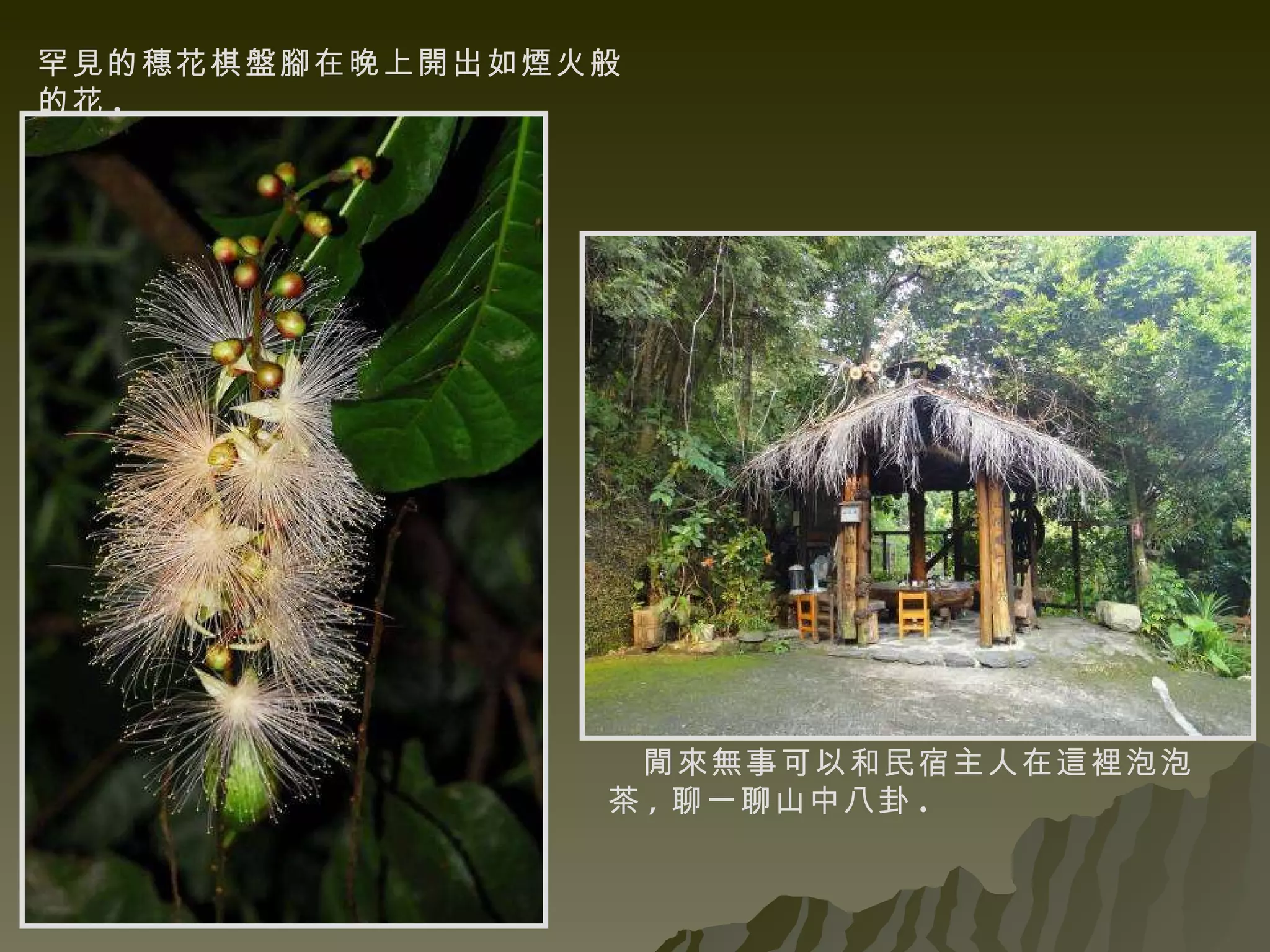 罕見的穗花棋盤腳在晚上開出如煙火般的花 . 閒來無事可以和民宿主人在這裡泡泡茶 , 聊一聊山中八卦 . 
