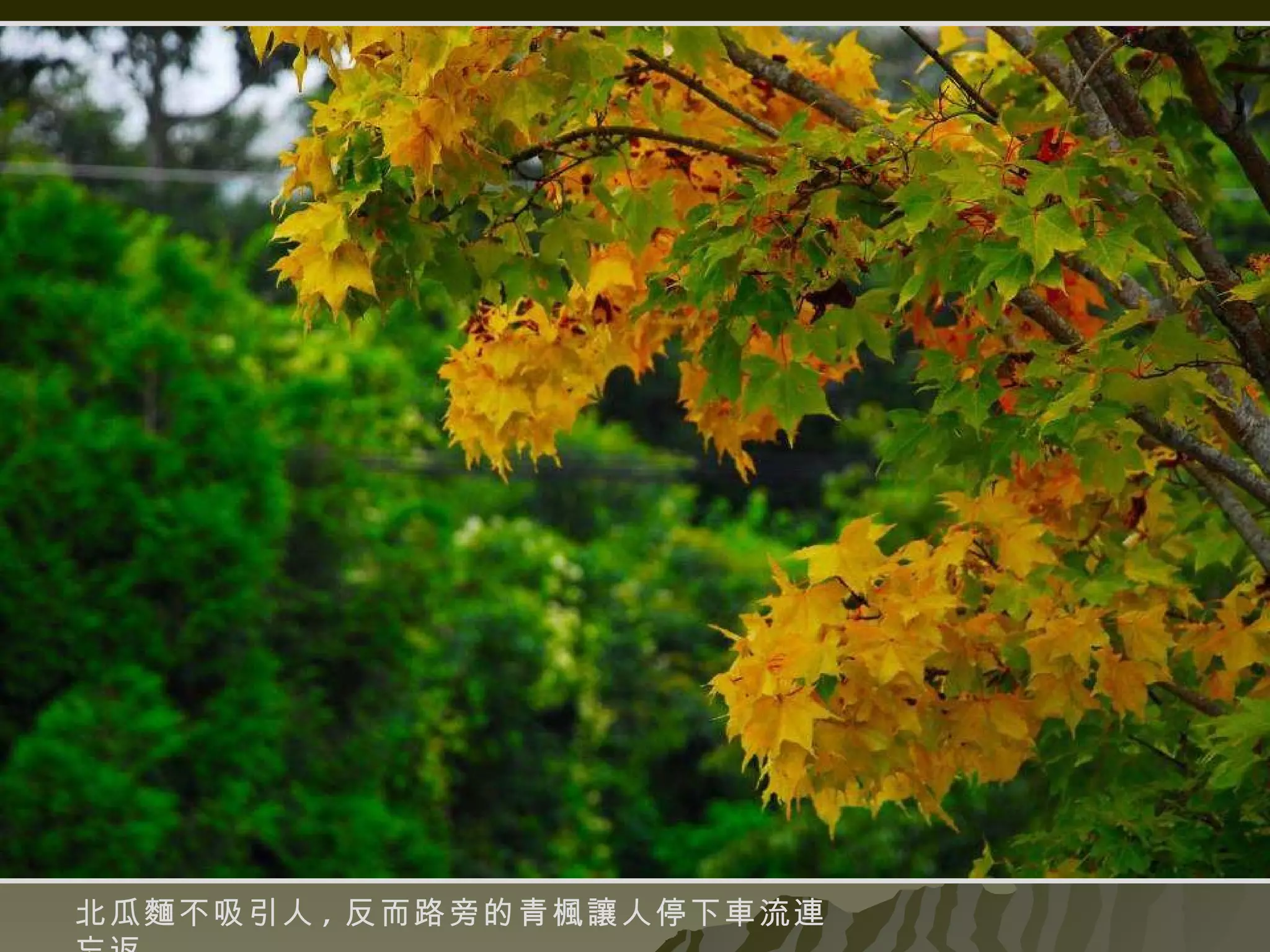 北瓜麵不吸引人 , 反而路旁的青楓讓人停下車流連忘返 . 