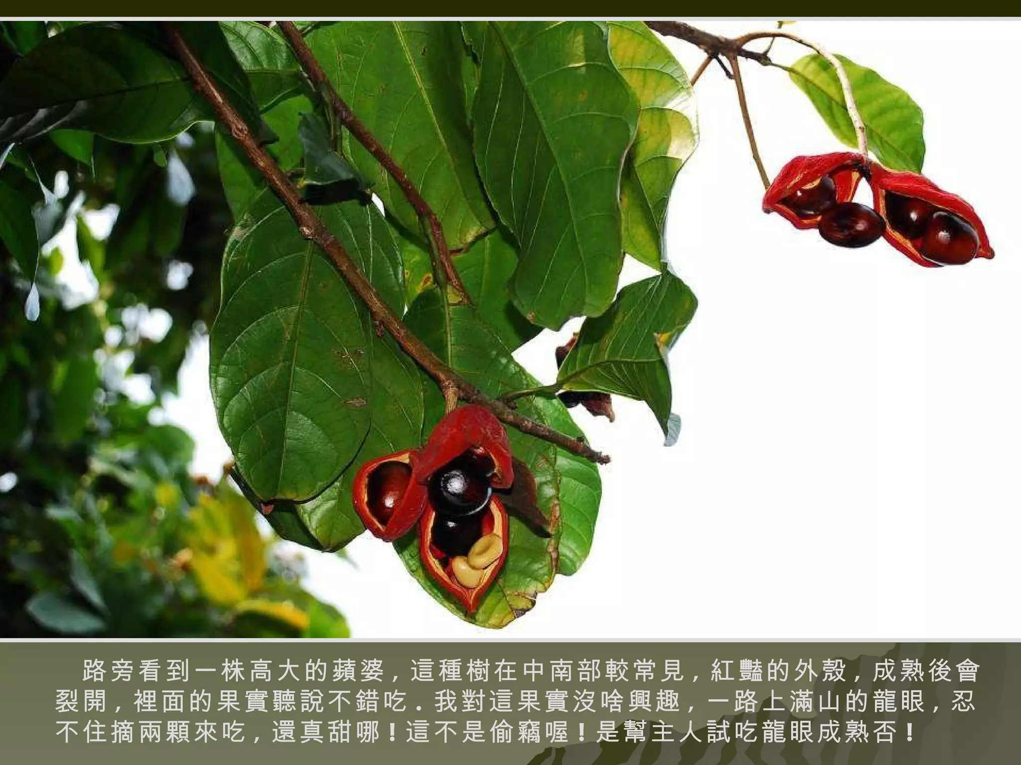 路旁看到一株高大的蘋婆 , 這種樹在中南部較常見 , 紅豔的外殼 , 成熟後會裂開 , 裡面的果實聽說不錯吃 . 我對這果實沒啥興趣 , 一路上滿山的龍眼 , 忍不住摘兩顆來吃 , 還真甜哪 ! 這不是偷竊喔 ! 是幫主人試吃龍眼成熟否 ! 
