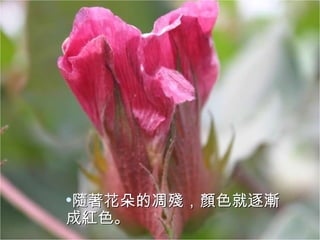 隨著花朵的凋殘，顏色就逐漸成紅色。 