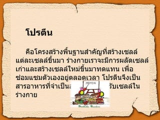 โปรตีน คือโครงสร้างพื้นฐานสำคัญที่สร้างเซลล์แต่ละเซลล์ขึ้นมา ร่างกายเราจะมีการผลัดเซลล์เก่าและสร้างเซลล์ใหม่ขึ้นมาทดแทน เพื่อซ่อมแซมตัวเองอยู่ตลอดเวลา โปรตีนจึงเป็นสารอาหารที่จำเป็นอย่างมากสำหรับเซลล์ในร่างกาย 