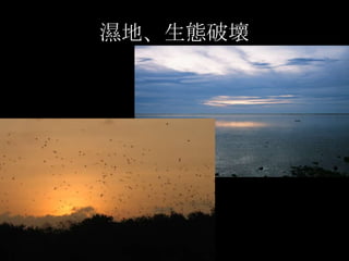 濕地、生態破壞
 