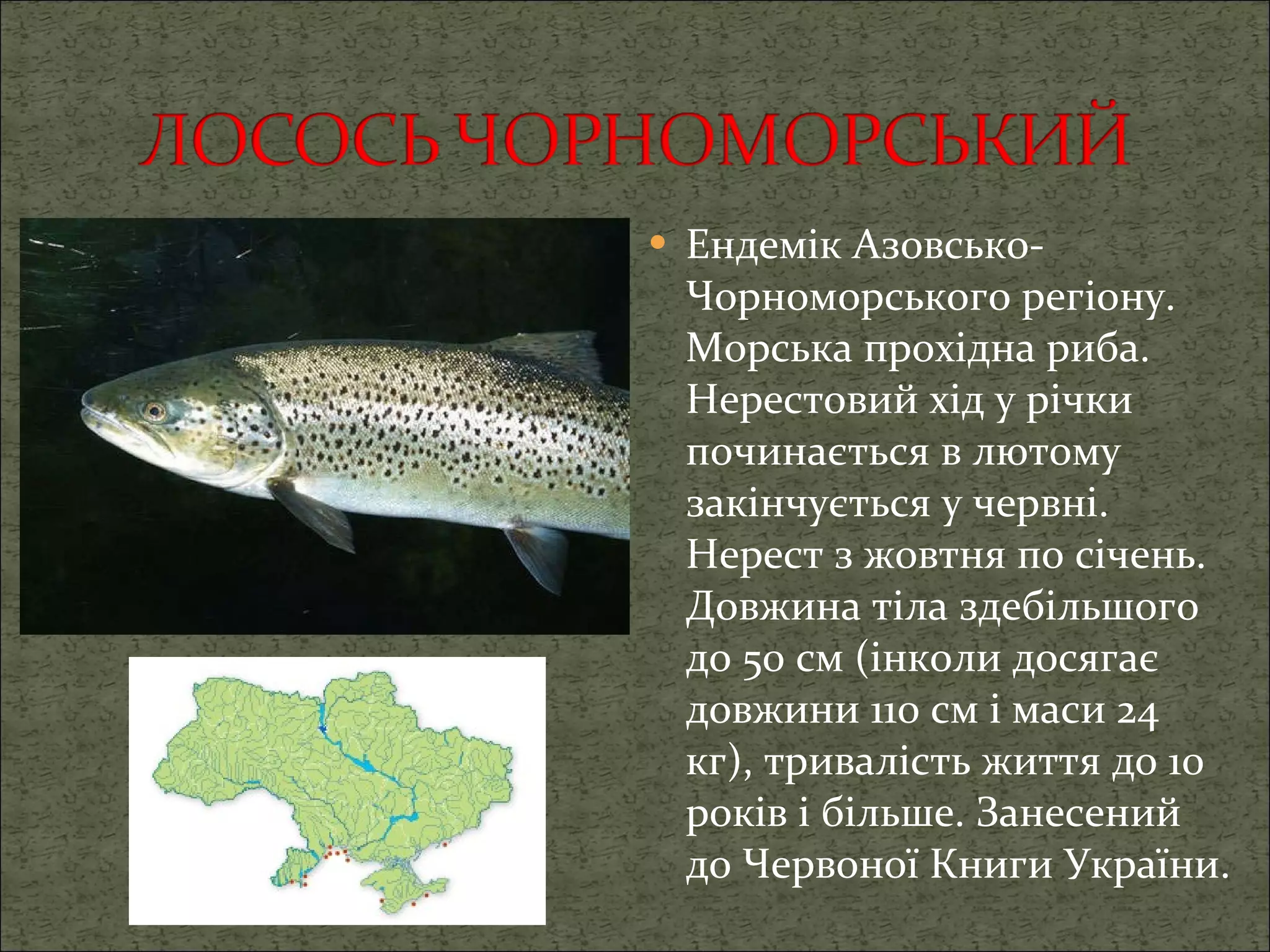 Ендемік Азовсько-Чорноморського регіону. Морська прохідна риба. Нерестовий хід у річки починається в лютому закінчується у червні. Нерест з жовтня по січень .  Довжина тіла здебільшого до 50 см (інколи досягає довжини 110 см і маси 24 кг), тривалість життя до 10 років і більше. Занесений до Червоної Книги України. 
