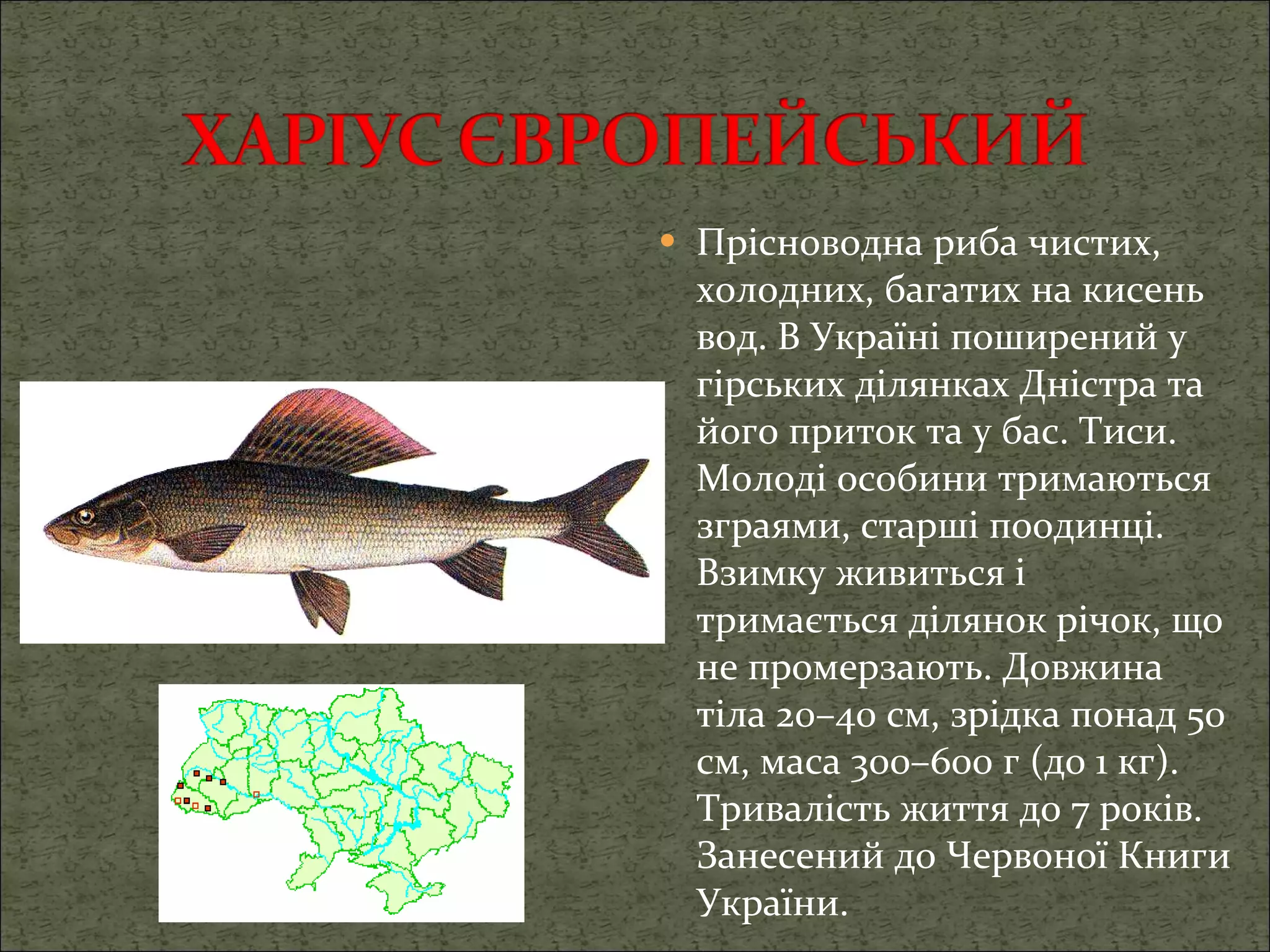 Прісноводна риба чистих, холодних, багатих на кисень вод. В Україні поширений у гірських ділянках Дністра та його приток та у бас. Тиси.   Молоді особини тримаються зграями, старші поодинці. Взимку живиться і тримається ділянок річок, що не промерзають.   Довжина тіла 20–40 см, зрідка понад 50 см, маса 300–600 г (до 1 кг). Тривалість життя до 7 років. Занесений до Червоної Книги України. 