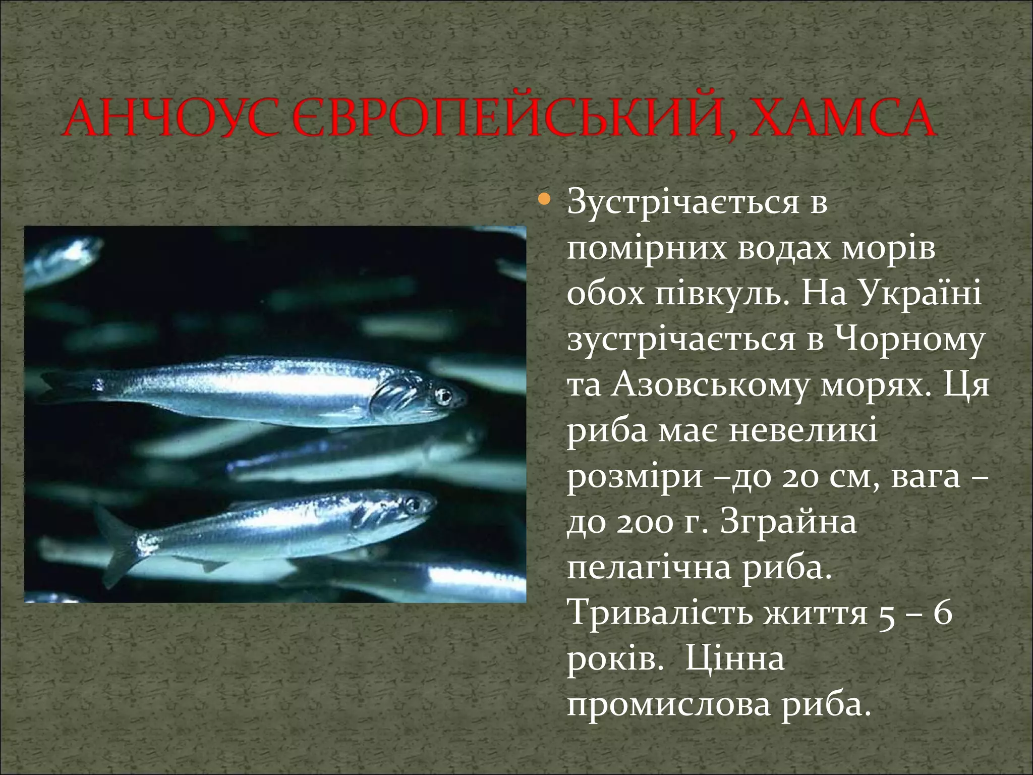 Зустрічається в помірних водах морів обох півкуль. На Україні зустрічається в Чорному та Азовському морях. Ця риба має невеликі розміри –до 20 см, вага – до 200 г. Зграйна пелагічна риба. Тривалість життя 5 – 6 років.  Цінна промислова риба. 