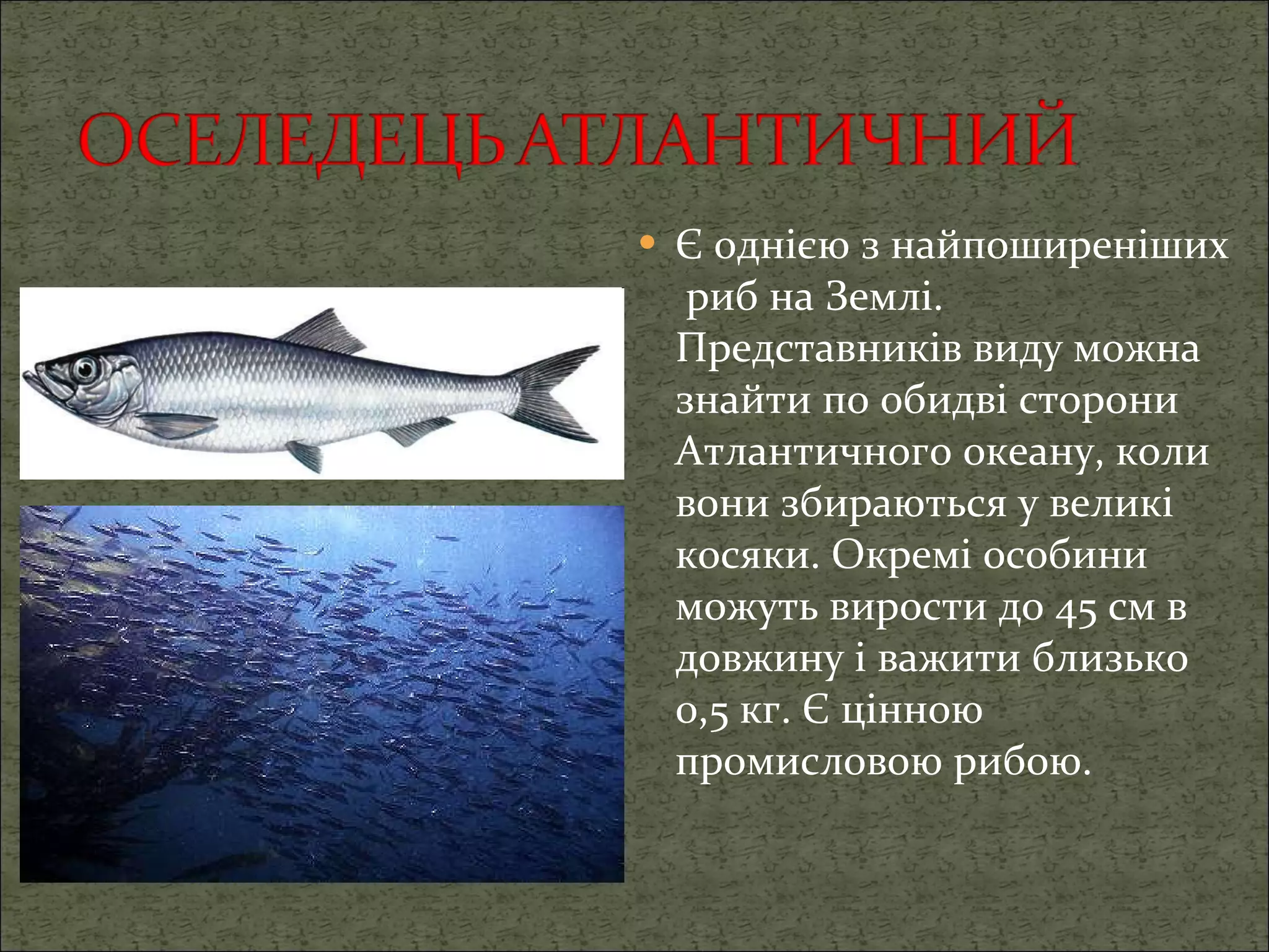 Є однією з найпоширеніших  риб на Землі. Представників виду можна знайти по обидві сторони Атлантичного океану, коли вони збираються у великі косяки. Окремі особини можуть вирости до 45 см в довжину і важити близько 0,5 кг. Є цінною промисловою рибою.  