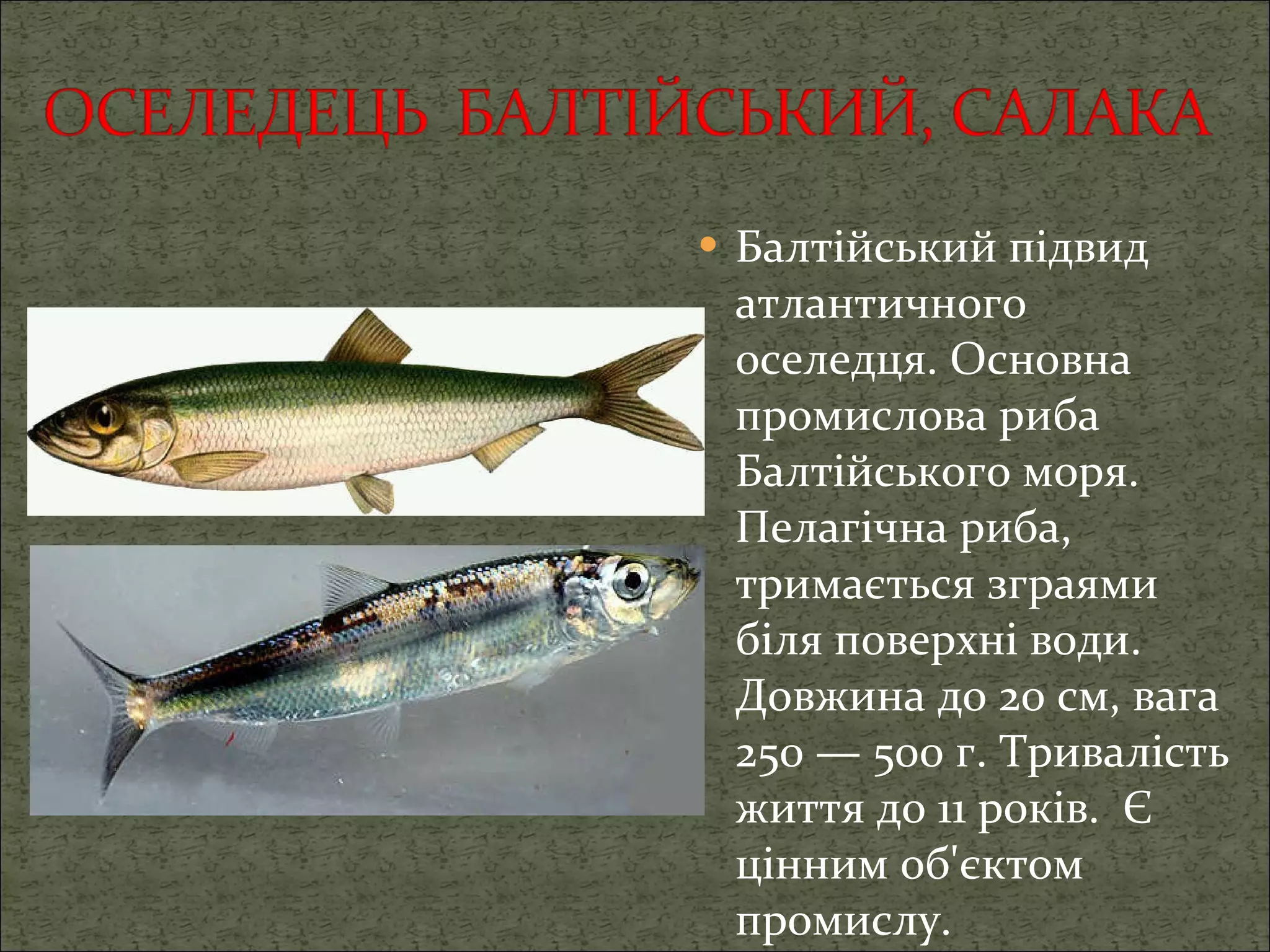 Балтійський підвид атлантичного оселедця.   Основна промислова риба Балтійського моря. Пелагічна риба, тримається зграями біля поверхні води. Довжина до 20 см, вага 250 — 500 г. Тривалість життя до 11 років.    Є цінним об'єктом промислу. 