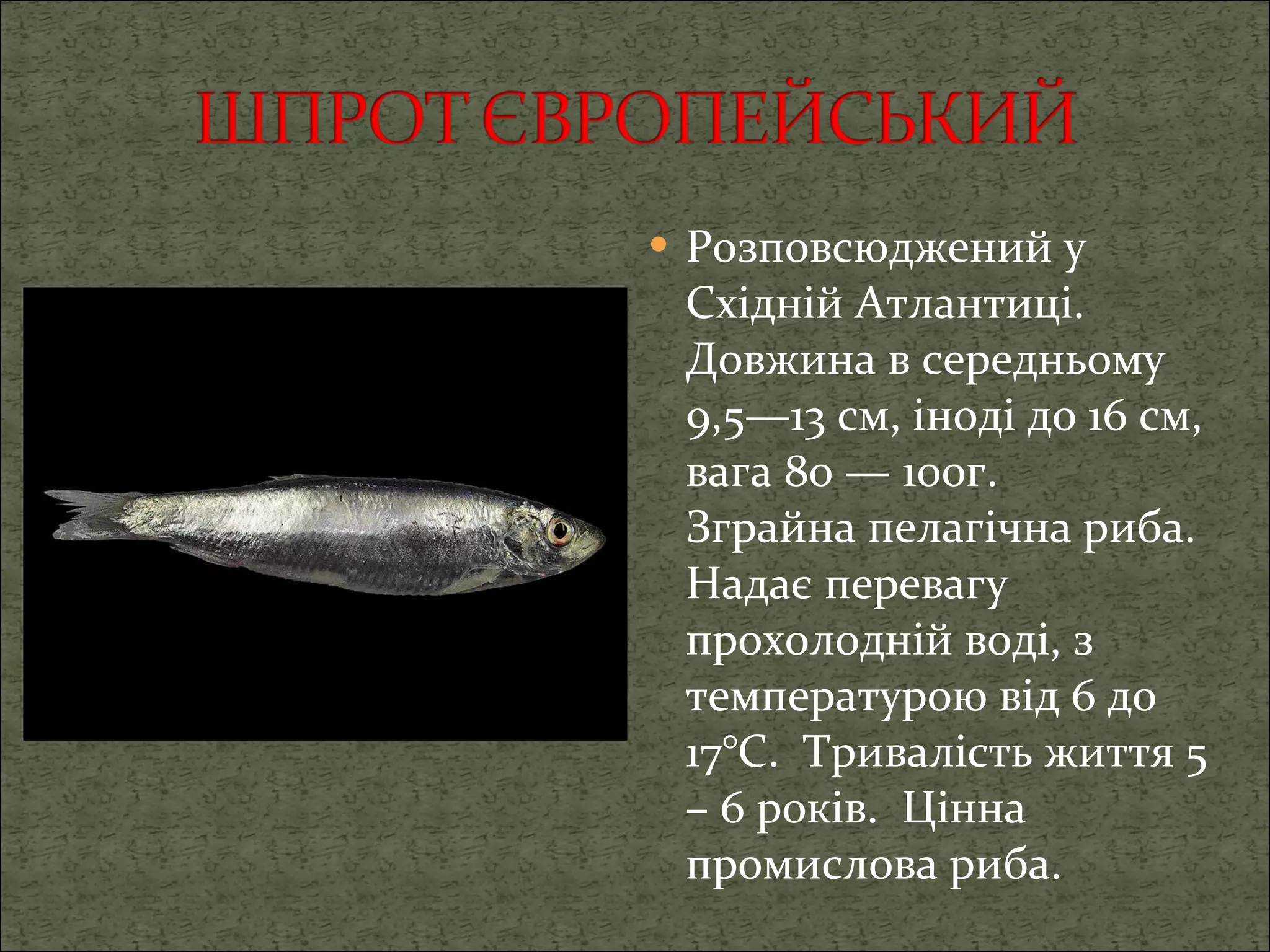 Розповсюджений у Східній Атлантиці. Довжина в середньому 9,5—13 см, іноді до 16 см, вага 80 — 100г. Зграйна пелагічна риба. Надає перевагу прохолодній воді, з температурою від 6 до 17°C.   Тривалість життя 5 – 6 років.  Цінна промислова риба. 