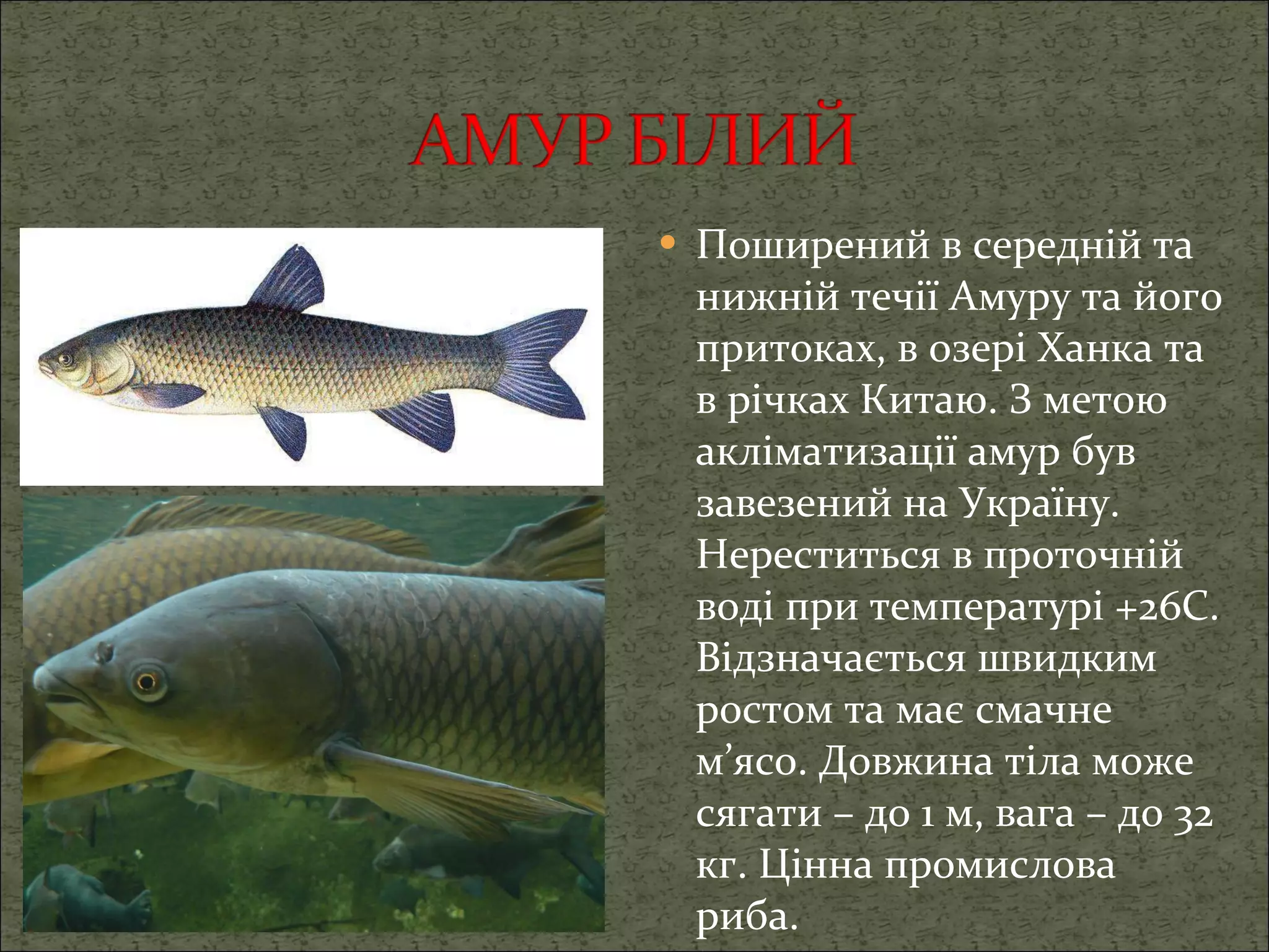 Поширений в середній та нижній течії Амуру та його притоках, в озері Ханка та в річках Китаю. З метою акліматизації амур був завезений на Україну. Нереститься в проточній воді при температурі +26С. Відзначається швидким ростом та має смачне м’ясо. Довжина тіла може сягати – до 1 м, вага – до 32 кг. Цінна промислова риба.  