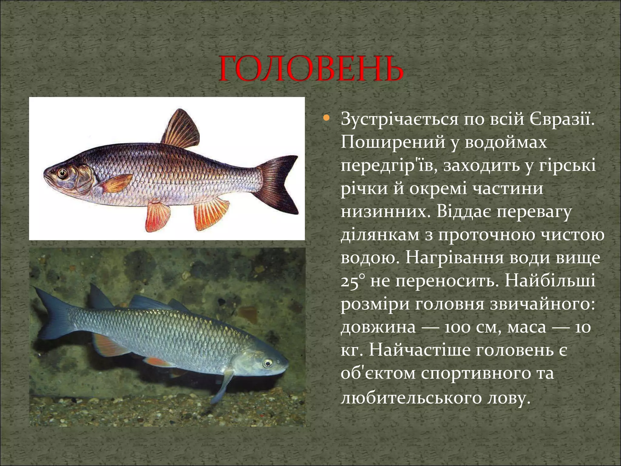 Зустрічається по всій Євразії. Поширений у водоймах передгір'їв, заходить у гірські річки й окремі частини низинних. Віддає перевагу ділянкам з проточною чистою водою. Нагрівання води вище 25° не переносить. Найбільші розміри головня звичайного: довжина — 100 см, маса — 10 кг. Найчастіше головень є об'єктом спортивного та любительського лову.       