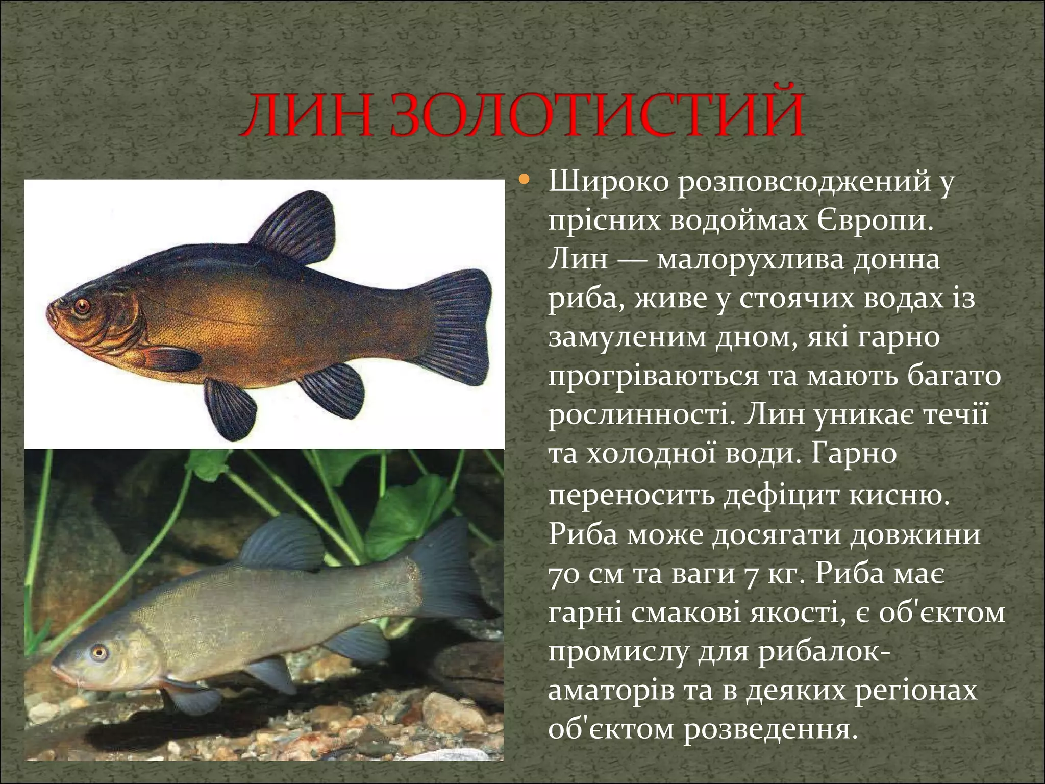 Широко розповсюджений у прісних водоймах Європи. Лин — малорухлива донна риба, живе у стоячих водах із замуленим дном, які гарно прогріваються та мають багато рослинності. Лин уникає течії та холодної води. Гарно переносить дефіцит кисню.   Риба може досягати довжини 70 см та ваги 7 кг.   Риба має гарні смакові якості, є об'єктом промислу для рибалок-аматорів та в деяких регіонах об'єктом розведення. 