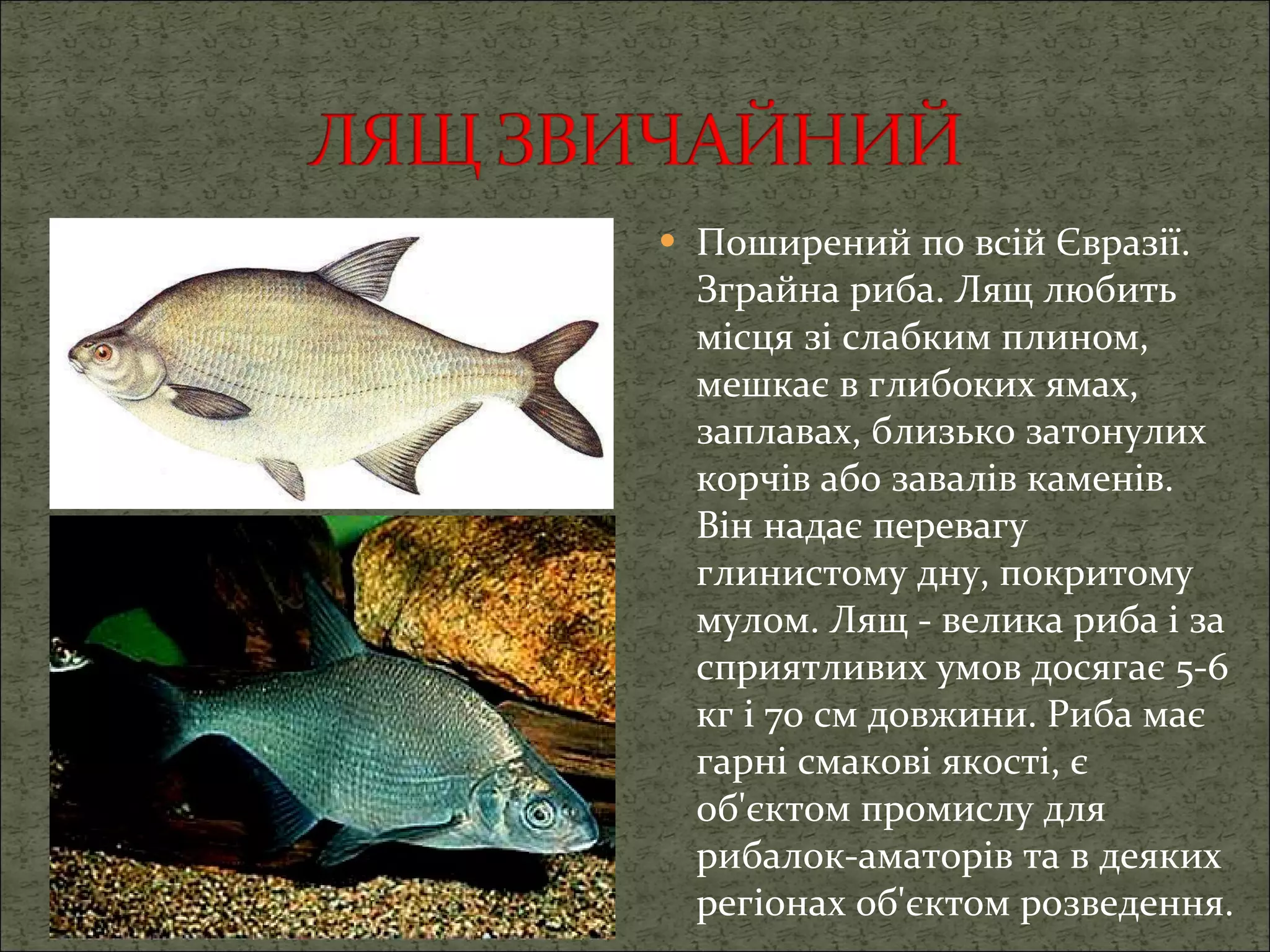 Поширений по всій Євразії. Зграйна риба.   Лящ любить місця зі слабким плином, мешкає в глибоких ямах, заплавах, близько затонулих корчів або завалів каменів. Він надає перевагу глинистому дну, покритому мулом. Лящ - велика риба і за сприятливих умов досягає 5-6 кг і 70 см довжини. Риба має гарні смакові якості, є об'єктом промислу для рибалок-аматорів та в деяких регіонах об'єктом розведення. 