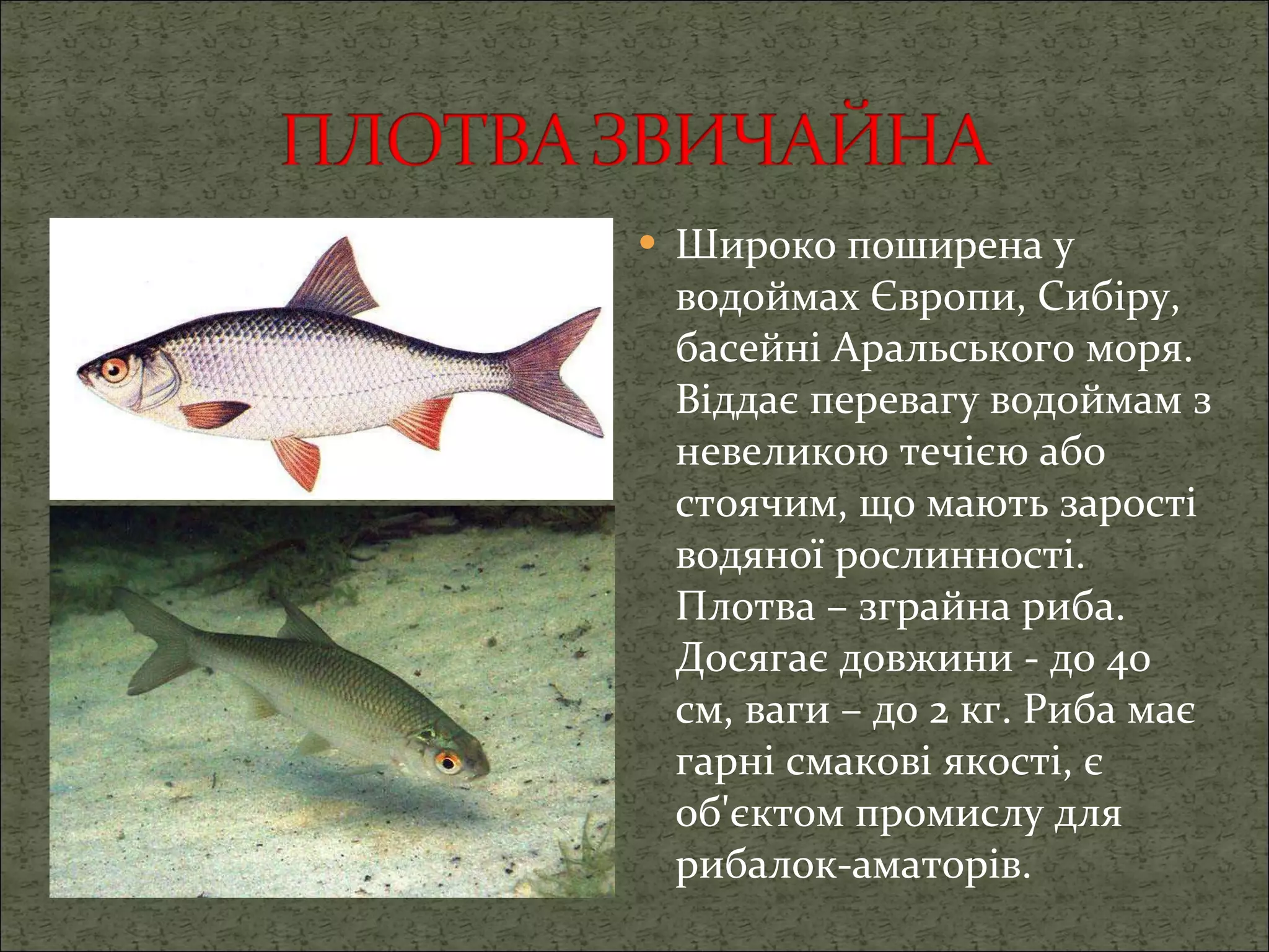 Широко поширена у водоймах Європи, Сибіру, басейні Аральського моря. Віддає перевагу водоймам з невеликою течією або стоячим, що мають зарості водяної рослинності. Плотва – зграйна риба. Досягає довжини - до 40 см, ваги – до 2 кг. Риба має гарні смакові якості, є об'єктом промислу для рибалок-аматорів.  