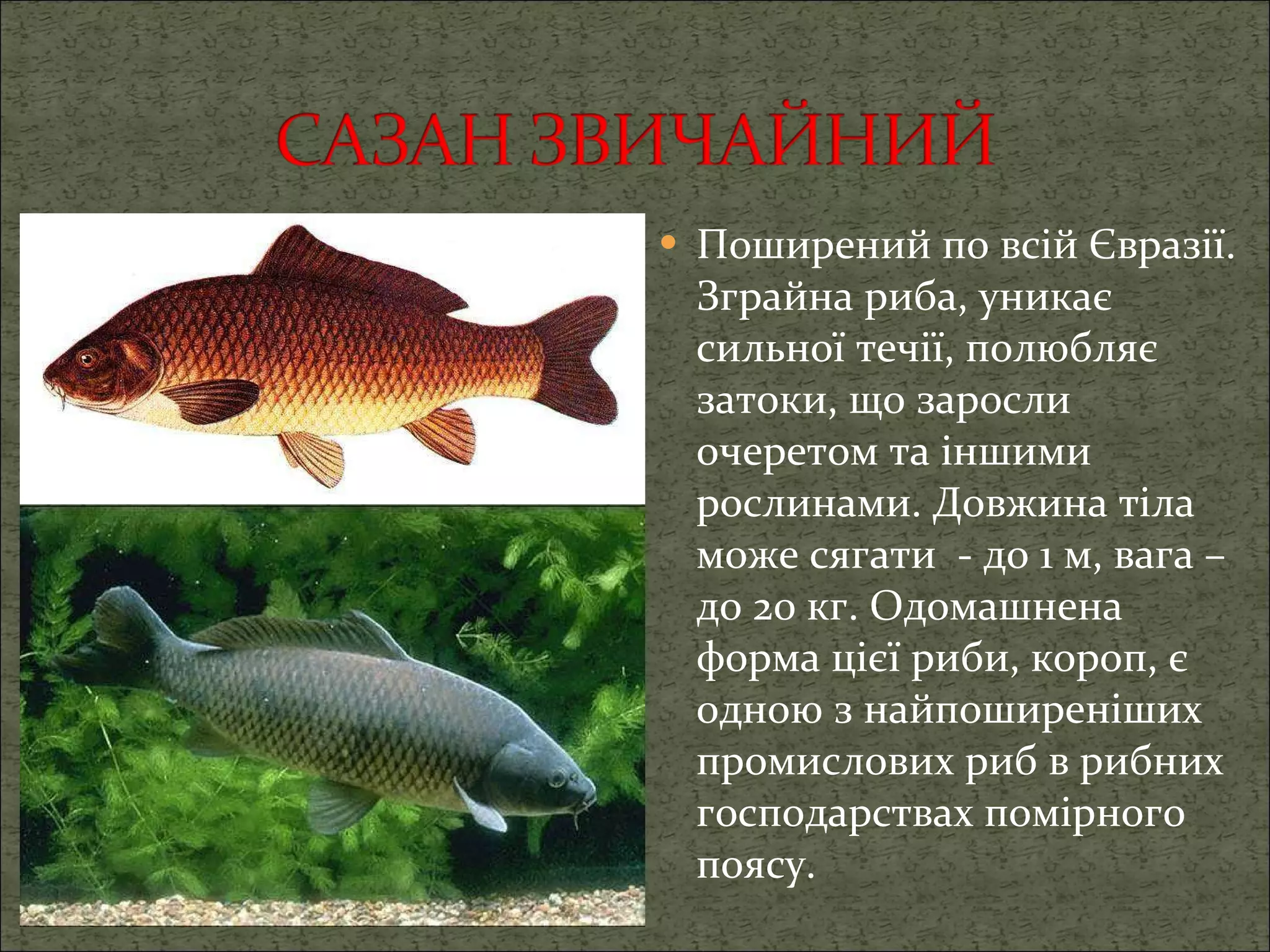 Поширений по всій Євразії. Зграйна риба, уникає сильної течії, полюбляє затоки, що заросли очеретом та іншими рослинами. Довжина тіла може сягати  - до 1 м, вага – до 20 кг.   Одомашнена форма цієї риби, короп, є одною з найпоширеніших промислових риб в рибних господарствах помірного поясу. 