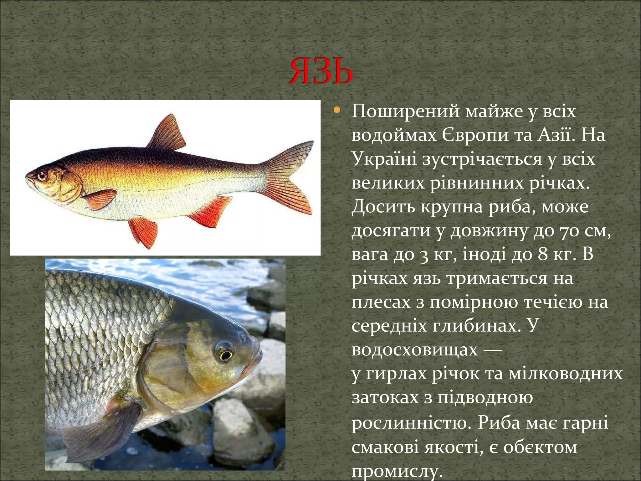 Поширений майже у всіх водоймах Європи та Азії. На Україні зустрічається у всіх великих рівнинних річках.   Досить крупна риба, може досягати у довжину до 70 см, вага до 3 кг, іноді до 8 кг .  В річках язь тримається на плесах з помірною течією на середніх глибинах. У водосховищах — у гирлах річок та мілководних затоках з підводною рослинністю.   Риба має гарні смакові якості, є обєктом промислу. 