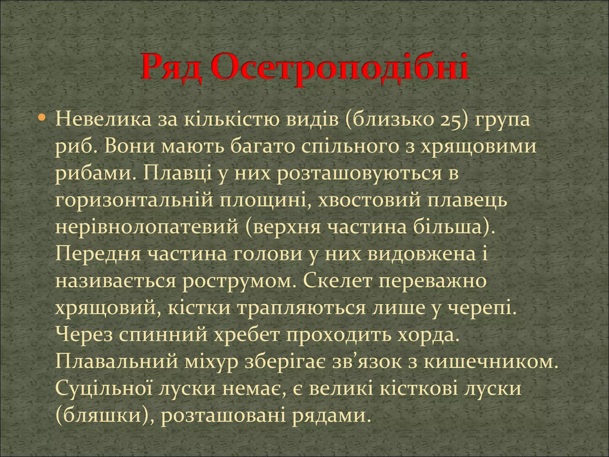 Невелика за кількістю видів (близько 25) група риб. Вони мають багато спільного з хрящовими рибами. Плавці у них розташовуються в горизонтальній площині, хвостовий плавець нерівнолопатевий (верхня частина більша). Передня частина голови у них видовжена і називається рострумом. Скелет переважно хрящовий, кістки трапляються лише у черепі. Через спинний хребет проходить хорда. Плавальний міхур зберігає зв’язок з кишечником. Суцільної луски немає, є великі кісткові луски (бляшки), розташовані рядами.  