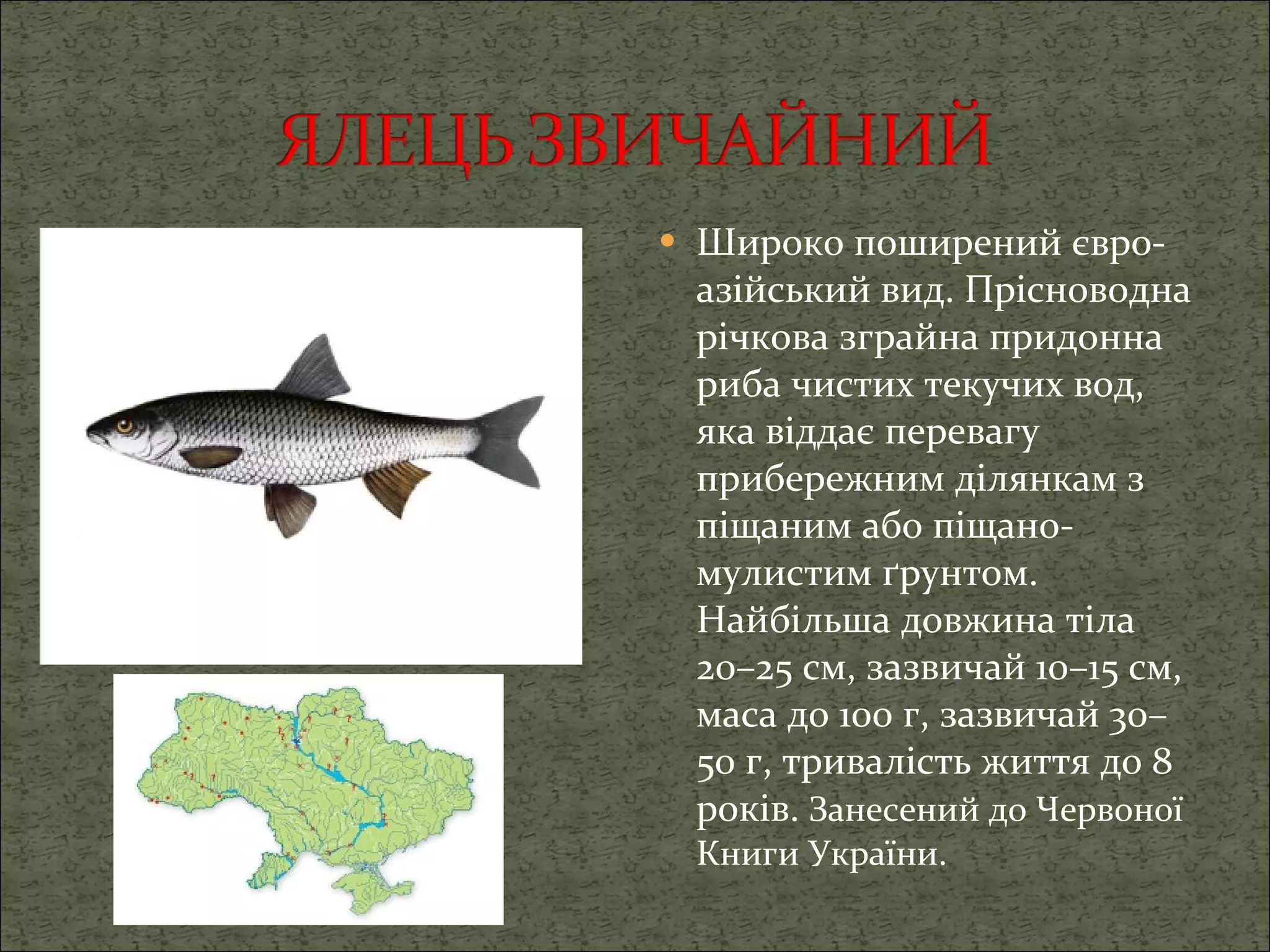 Широко поширений євро-азійський вид. Прісноводна річкова зграйна придонна риба чистих текучих вод, яка віддає перевагу прибережним ділянкам з піщаним або піщано-мулистим ґрунтом. Найбільша довжина тіла 20–25 см, зазвичай 10–15 см, маса до 100 г, зазвичай 30–50 г, тривалість життя до 8 років.  Занесений до Червоної Книги України. 