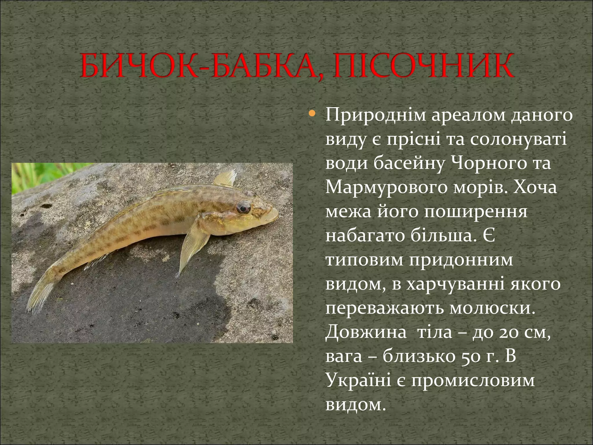 Природнім ареалом даного виду є прісні та солонуваті води басейну Чорного та Мармурового морів. Хоча межа його поширення набагато більша. Є типовим придонним видом, в харчуванні якого переважають молюски. Довжина  тіла – до 20 см, вага – близько 50 г. В Україні є промисловим видом. 