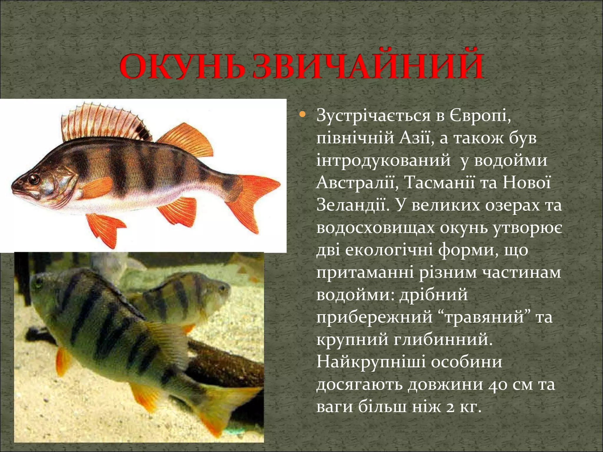 Зустрічається в Європі, північній Азії, а також був інтродукований  у водойми Австралії, Тасманії та Нової Зеландії. У великих озерах та водосховищах окунь утворює дві екологічні форми, що притаманні різним частинам водойми: дрібний прибережний “травяний” та крупний глибинний. Найкрупніші особини досягають довжини 40 см та ваги більш ніж 2 кг. 