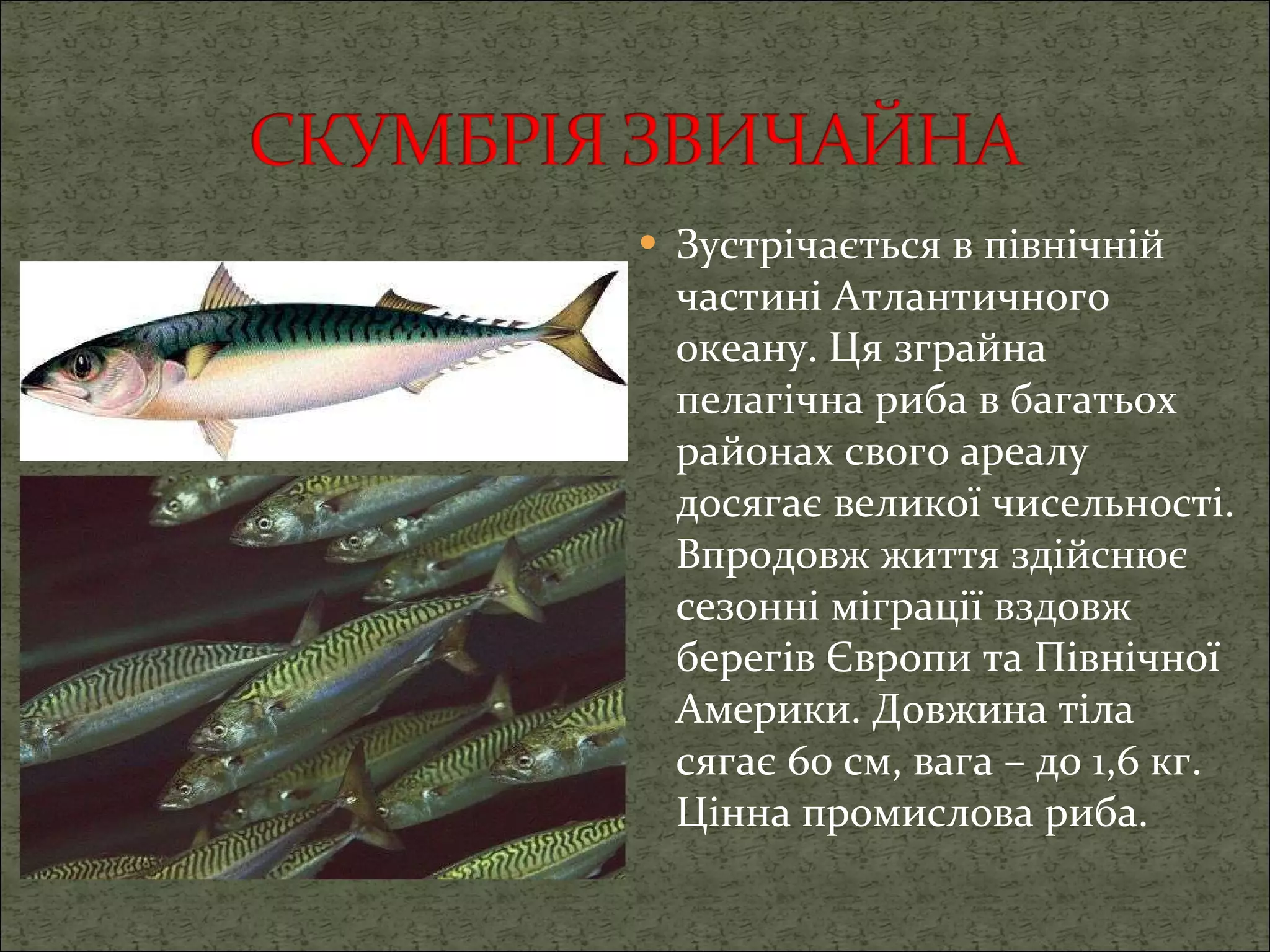 Зустрічається в північній частині Атлантичного океану. Ця зграйна пелагічна риба в багатьох районах свого ареалу досягає великої чисельності. Впродовж життя здійснює сезонні міграції вздовж берегів Європи та Північної Америки. Довжина тіла сягає 60 см, вага – до 1,6 кг. Цінна промислова риба. 