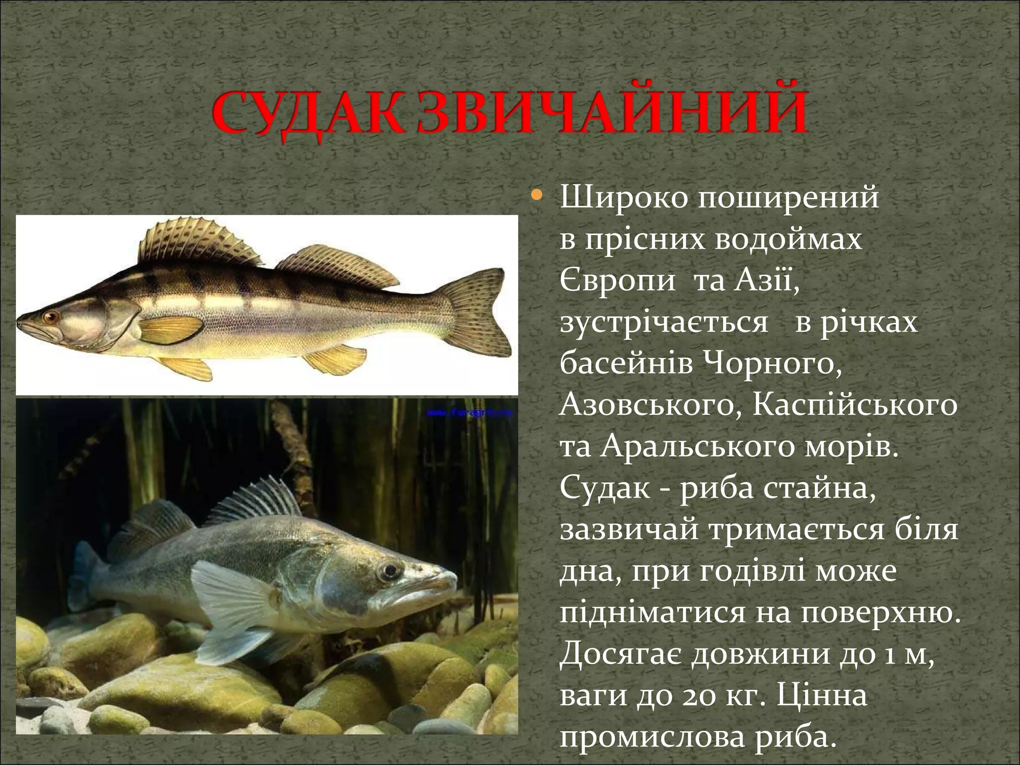 Широко поширений в прісних водоймах Європи  та Азії, зустрічається  в річках басейнів Чорного, Азовського, Каспійського та Аральського морів.   Судак - риба стайна, зазвичай тримається біля дна, при годівлі може підніматися на поверхню. Досягає довжини до 1 м, ваги до 20 кг. Цінна промислова риба. 