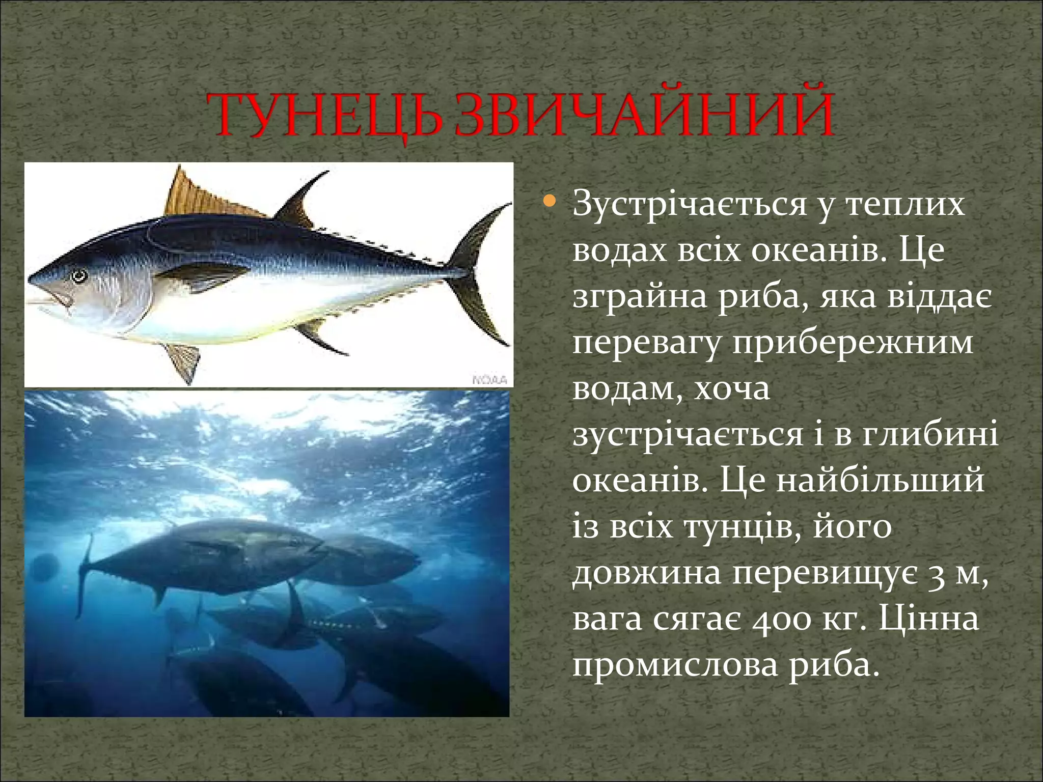 Зустрічається у теплих водах всіх океанів. Це зграйна риба, яка віддає перевагу прибережним водам, хоча зустрічається і в глибині океанів. Це найбільший із всіх тунців, його довжина перевищує 3 м, вага сягає 400 кг. Цінна промислова риба. 