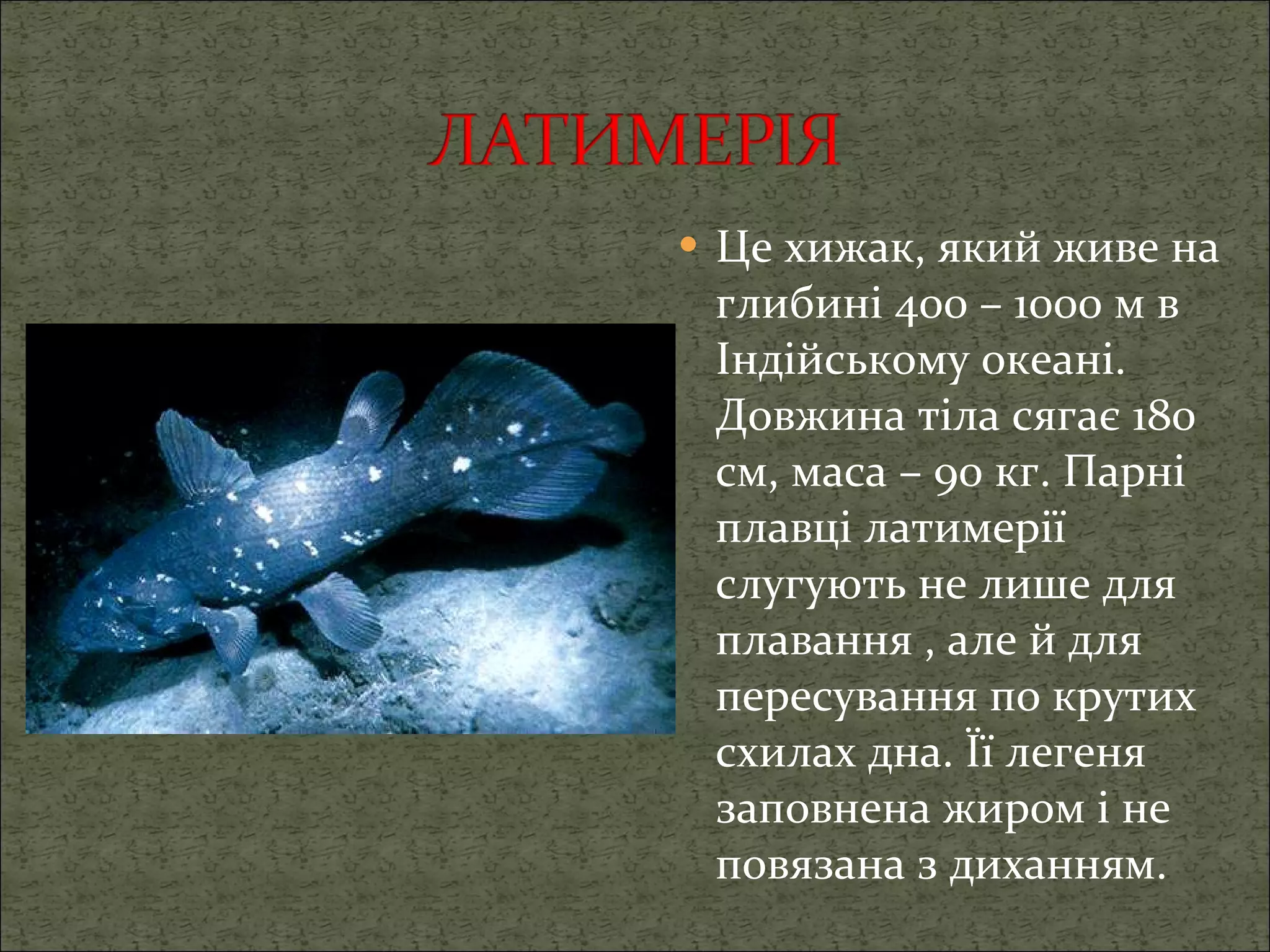 Це хижак, який живе на глибині 400 – 1000 м в Індійському океані. Довжина тіла сягає 180 см, маса – 90 кг. Парні плавці латимерії слугують не лише для плавання , але й для пересування по крутих схилах дна. Її легеня заповнена жиром і не повязана з диханням. 