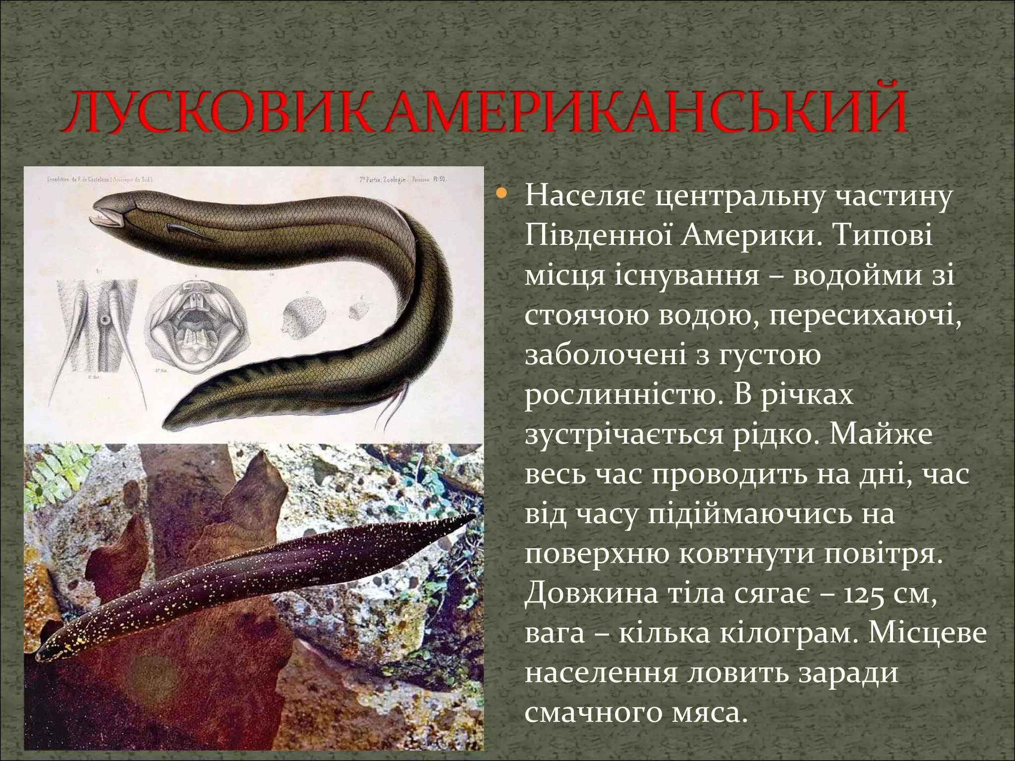 Населяє центральну частину Південної Америки. Типові місця існування – водойми зі стоячою водою, пересихаючі, заболочені з густою рослинністю. В річках зустрічається рідко. Майже весь час проводить на дні, час від часу підіймаючись на поверхню ковтнути повітря. Довжина тіла сягає – 125 см, вага – кілька кілограм. Місцеве населення ловить заради смачного мяса. 