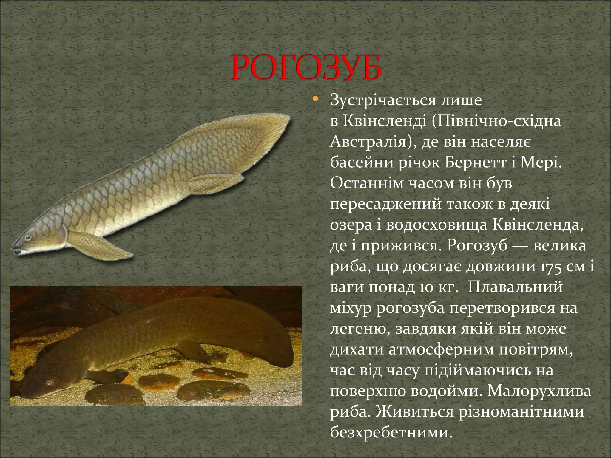 Зустрічається лише в Квінсленді (Північно-східна Австралія), де він населяє басейни річок Бернетт і Мері. Останнім часом він був пересаджений також в деякі озера і водосховища Квінсленда, де і прижився. Рогозуб — велика риба, що досягає довжини 175 см і ваги понад 10 кг.    Плавальний міхур рогозуба перетворився на легеню, завдяки якій він може дихати атмосферним повітрям, час від часу підіймаючись на поверхню водойми. Малорухлива риба. Живиться різноманітними безхребетними. 