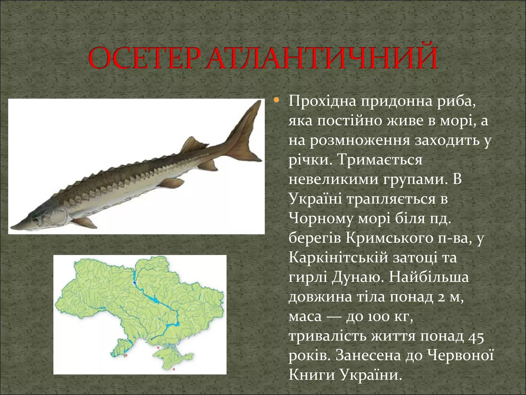 Прохідна придонна риба, яка постійно живе в морі, а на розмноження заходить у річки. Тримається невеликими групами.   В Україні трапляється в Чорному морі біля пд. берегів Кримського п-ва, у Каркінітській затоці та гирлі Дунаю. Найбільша довжина тіла понад 2 м, маса — до 100 кг, тривалість життя понад 45 років. Занесена до Червоної Книги України. 