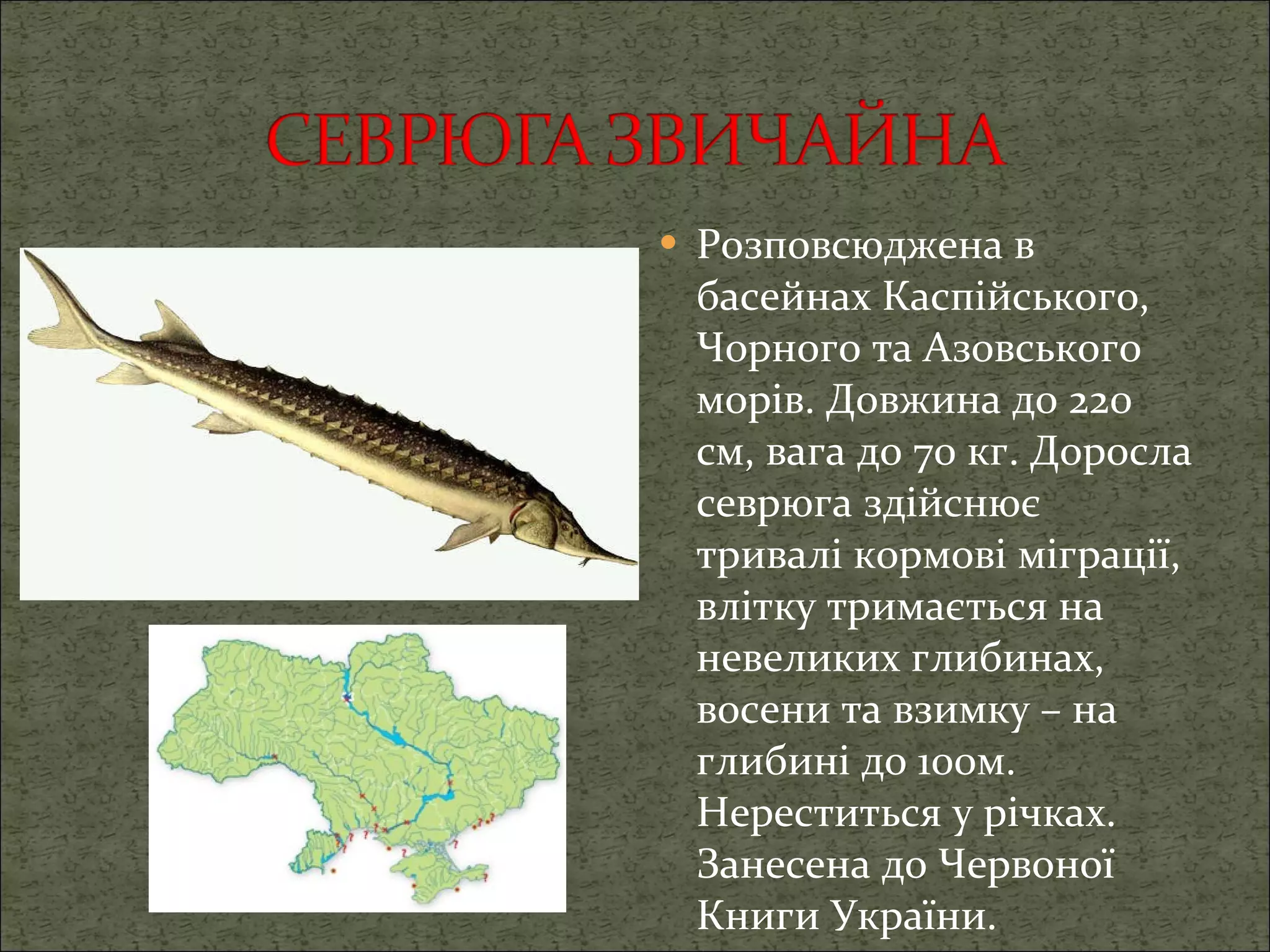 Розповсюджена в басейнах Каспійського, Чорного та Азовського морів. Довжина до 220 см, вага до 70 кг. Доросла севрюга здійснює тривалі кормові міграції, влітку тримається на невеликих глибинах, восени та взимку – на глибині до 100м. Нереститься у річках.   Занесена до Червоної Книги України. 