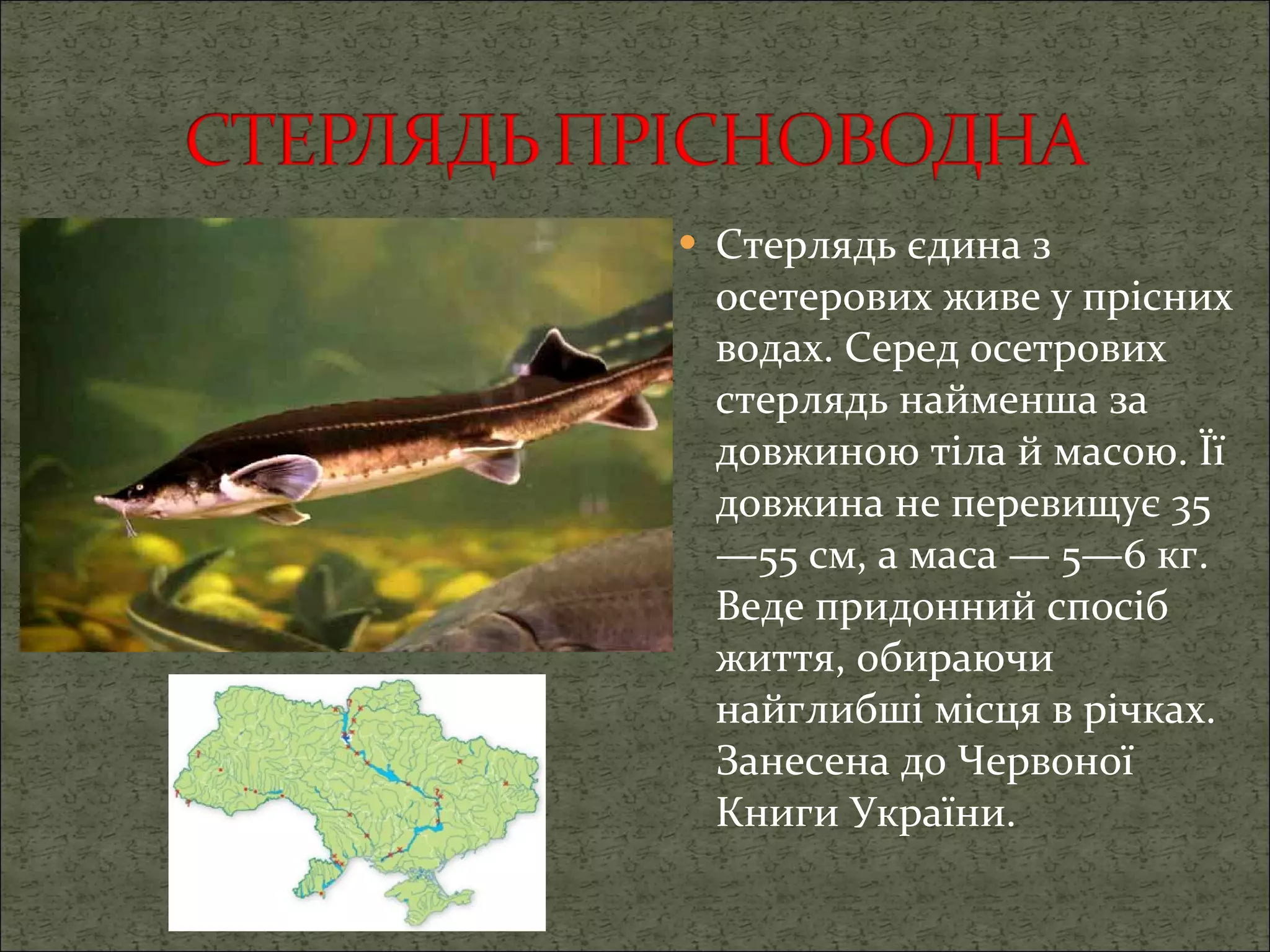 Стерлядь єдина з осетерових живе у прісних водах. Серед осетрових стерлядь найменша за довжиною тіла й масою. Її довжина не перевищує 35—55 см, а маса — 5—6 кг.   Веде придонний спосіб життя, обираючи найглибші місця в річках. Занесена до Червоної Книги України. 