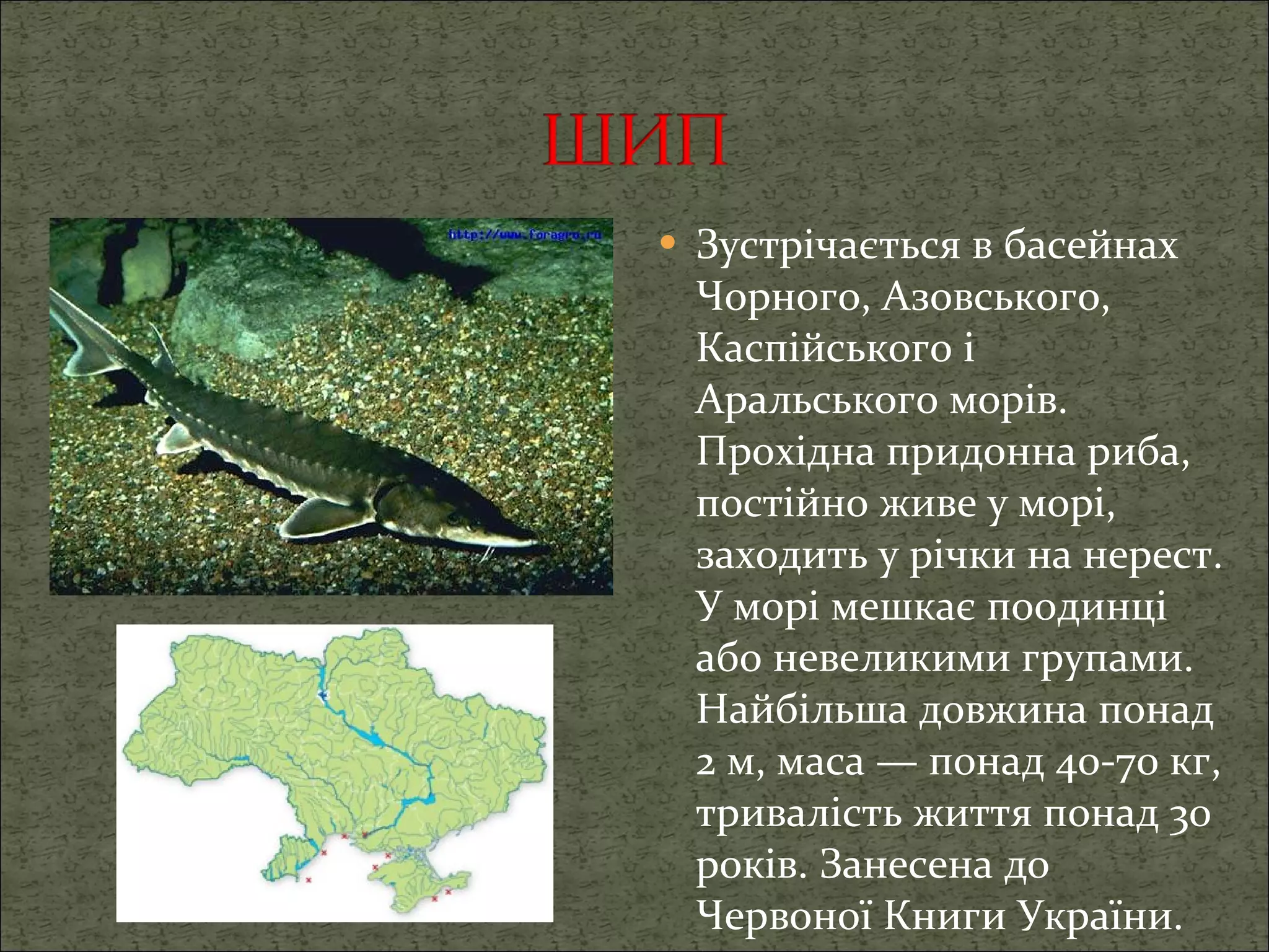 Зустрічається в басейнах Чорного, Азовського, Каспійського і Аральського морів. Прохідна придонна риба, постійно живе у морі, заходить у річки на нерест. У морі мешкає поодинці або невеликими групами .  Найбільша довжина понад 2 м, маса — понад 40-70 кг, тривалість життя понад 30 років. Занесена до Червоної Книги України. 