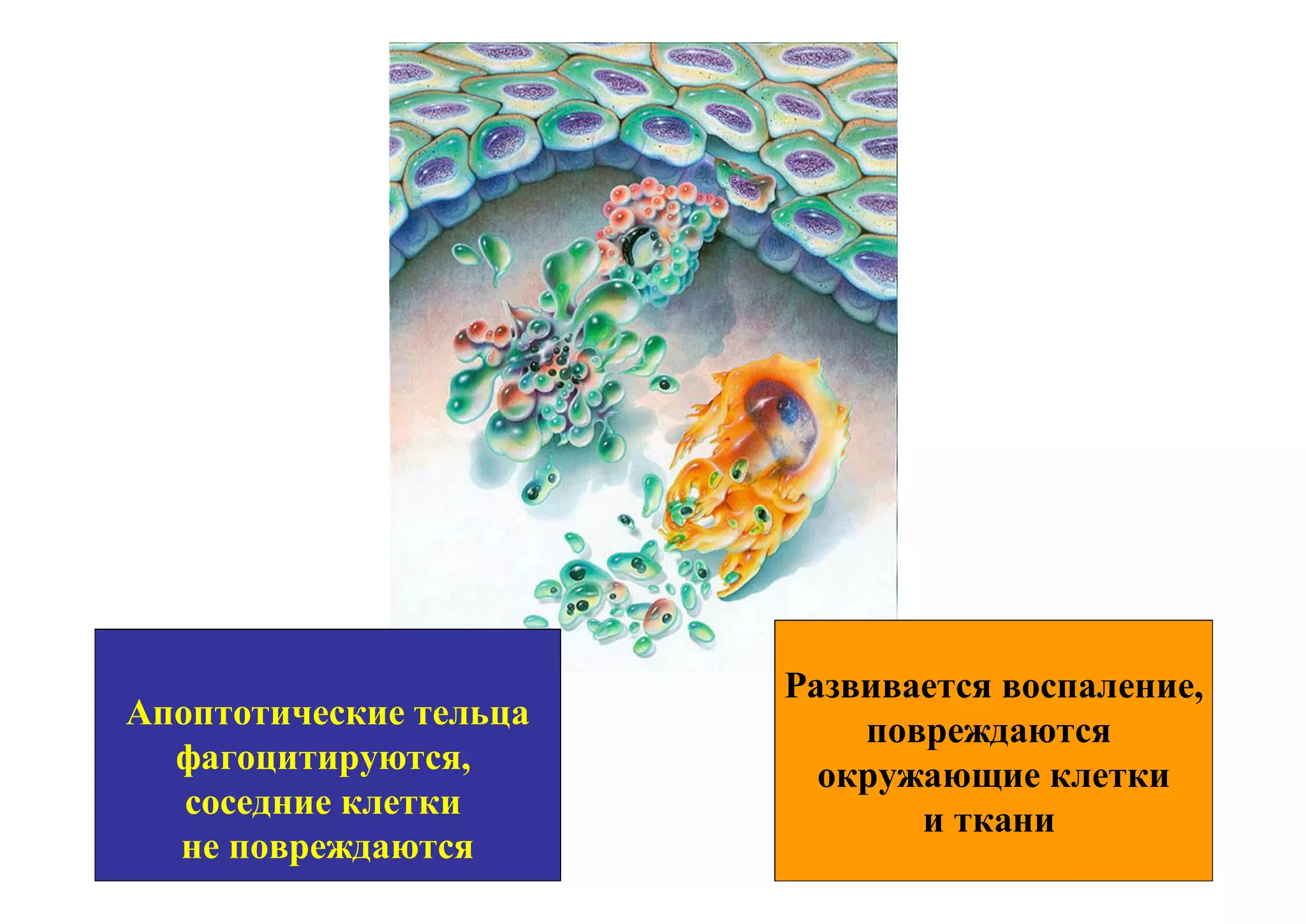 Развивается воспаление,
Апоптотические тельца       повреждаются
  фагоцитируются,         окружающие клетки
   соседние клетки             и ткани
  не повреждаются
 