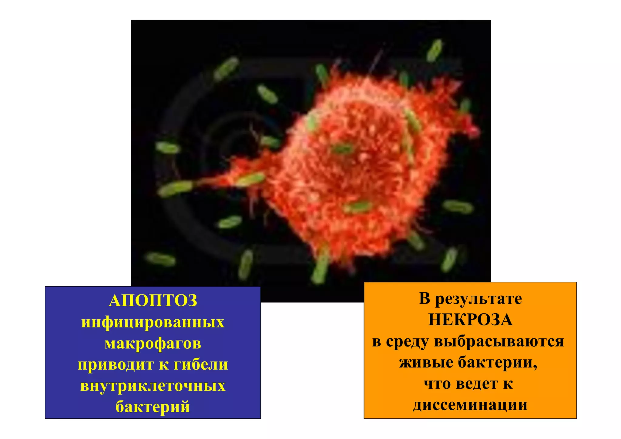 АПОПТОЗ                В результате
инфицированных             НЕКРОЗА
   макрофагов       в среду выбрасываются
приводит к гибели       живые бактерии,
внутриклеточных           что ведет к
    бактерий             диссеминации
 
